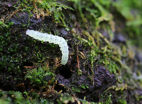 Unidentified Caterpillar - Hyperstrotia sp.? **Might be Hyperstrotia sp.

Habitat: Mixed forest Fall,Geotagged,United States,caterpillar,larva