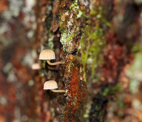 Mushrooms - Mycena haematopus or Mycena inclinata?? I think this is Mycena inclinata, but am really not sure of the species. I doubt it's Mycena haematopus (although it is possible) because it didn't exude any 'blood' when disturbed.

Habitat: These tiny mushrooms were growing out of tree bark in a deciduous forest. Fall,Geotagged,United States,fungus,mushrooms,mycena
