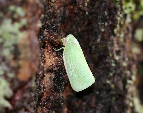Northern Flatid Planthopper - Flatormenis proxima Habitat: Edge of a mixed forest Fall,Flatormenis,Flatormenis proxima,Geotagged,Northern flatid planthopper,United States,planthopper