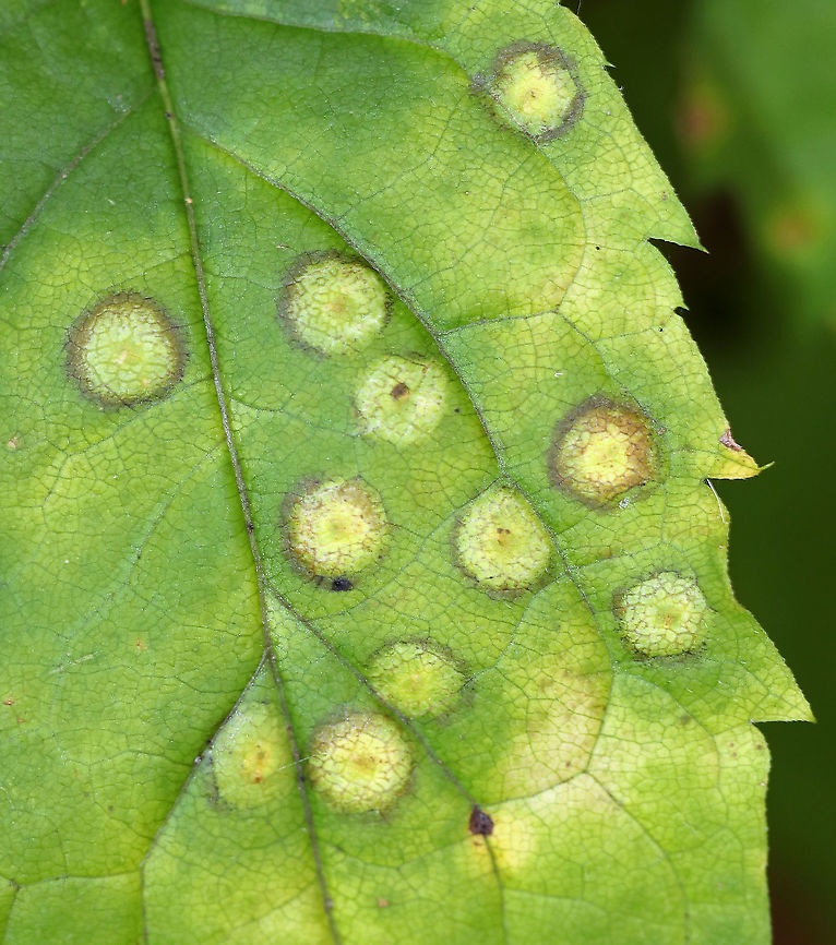 Asteromyia sp.(?) Galls on Eurybia divaricata Maybe some kind of Asteromyia sp.? It looks like there is also some kind of fungus involved.<br />
<br />
Habitat: White Wood Aster (Eurybia divaricata)<br />
<br />
<figure class="photo"><a href="https://www.jungledragon.com/image/93350/asteromyia_sp._galls_on_eurybia_divaricata.html" title="Asteromyia sp.(?) Galls on Eurybia divaricata"><img src="https://s3.amazonaws.com/media.jungledragon.com/images/3232/93350_thumb.jpg?AWSAccessKeyId=05GMT0V3GWVNE7GGM1R2&Expires=1759968010&Signature=aQ2jdcyh5Z%2BrRdm6m01FKO87nU0%3D" width="200" height="188" alt="Asteromyia sp.(?) Galls on Eurybia divaricata Maybe some kind of Asteromyia sp.? It looks like there is also some kind of fungus involved.<br />
<br />
Habitat: White Wood Aster (Eurybia divaricata)<br />
https://www.jungledragon.com/image/93349/asteromyia_sp._galls_on_eurybia_divaricata.html<br />
https://www.jungledragon.com/image/93348/asteromyia_sp._galls_on_eurybia_divaricata.html Fall,Geotagged,United States" /></a></figure><br />
<figure class="photo"><a href="https://www.jungledragon.com/image/93349/asteromyia_sp._galls_on_eurybia_divaricata.html" title="Asteromyia sp.(?) Galls on Eurybia divaricata"><img src="https://s3.amazonaws.com/media.jungledragon.com/images/3232/93349_thumb.jpg?AWSAccessKeyId=05GMT0V3GWVNE7GGM1R2&Expires=1759968010&Signature=pql3jv5KmoNe0QQuX%2FMUTxMOJbU%3D" width="200" height="164" alt="Asteromyia sp.(?) Galls on Eurybia divaricata Maybe some kind of Asteromyia sp.? It looks like there is also some kind of fungus involved.<br />
<br />
Habitat: White Wood Aster (Eurybia divaricata)<br />
https://www.jungledragon.com/image/93350/asteromyia_sp._galls_on_eurybia_divaricata.html<br />
https://www.jungledragon.com/image/93348/asteromyia_sp._galls_on_eurybia_divaricata.html Fall,Geotagged,United States,galls" /></a></figure> Asteromyia,Eurybia divaricata,Fall,Geotagged,United States,galls