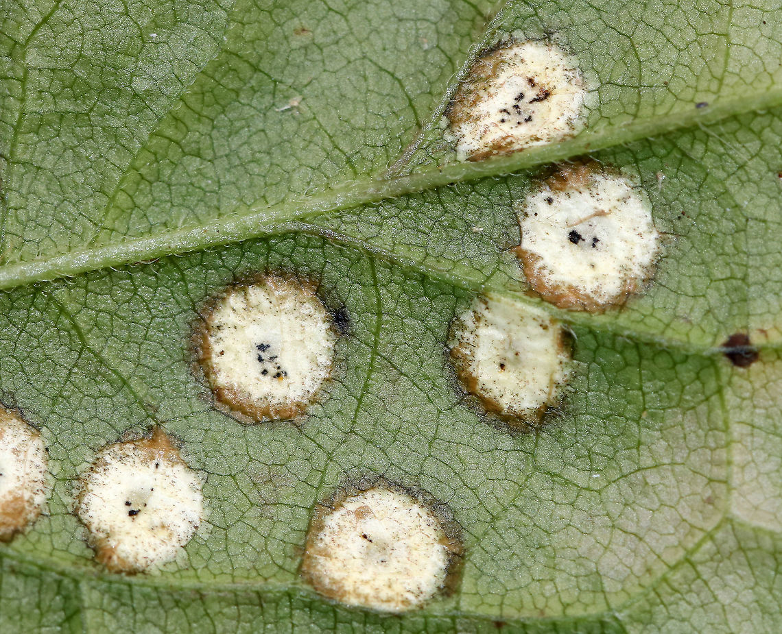 Asteromyia sp.(?) Galls on Eurybia divaricata Maybe some kind of Asteromyia sp.? It looks like there is also some kind of fungus involved.<br />
<br />
Habitat: White Wood Aster (Eurybia divaricata)<br />
<figure class="photo"><a href="https://www.jungledragon.com/image/93350/asteromyia_sp._galls_on_eurybia_divaricata.html" title="Asteromyia sp.(?) Galls on Eurybia divaricata"><img src="https://s3.amazonaws.com/media.jungledragon.com/images/3232/93350_thumb.jpg?AWSAccessKeyId=05GMT0V3GWVNE7GGM1R2&Expires=1769040010&Signature=InPo2cXNi7FbAc6qTT6tozxDyg8%3D" width="200" height="188" alt="Asteromyia sp.(?) Galls on Eurybia divaricata Maybe some kind of Asteromyia sp.? It looks like there is also some kind of fungus involved.<br />
<br />
Habitat: White Wood Aster (Eurybia divaricata)<br />
https://www.jungledragon.com/image/93349/asteromyia_sp._galls_on_eurybia_divaricata.html<br />
https://www.jungledragon.com/image/93348/asteromyia_sp._galls_on_eurybia_divaricata.html Fall,Geotagged,United States" /></a></figure><br />
<figure class="photo"><a href="https://www.jungledragon.com/image/93348/asteromyia_sp._galls_on_eurybia_divaricata.html" title="Asteromyia sp.(?) Galls on Eurybia divaricata"><img src="https://s3.amazonaws.com/media.jungledragon.com/images/3232/93348_thumb.jpg?AWSAccessKeyId=05GMT0V3GWVNE7GGM1R2&Expires=1769040010&Signature=DOU7GYvcTj7JZ61qWA0Nv7urS88%3D" width="136" height="152" alt="Asteromyia sp.(?) Galls on Eurybia divaricata Maybe some kind of Asteromyia sp.? It looks like there is also some kind of fungus involved.<br />
<br />
Habitat: White Wood Aster (Eurybia divaricata)<br />
<br />
https://www.jungledragon.com/image/93350/asteromyia_sp._galls_on_eurybia_divaricata.html<br />
https://www.jungledragon.com/image/93349/asteromyia_sp._galls_on_eurybia_divaricata.html Asteromyia,Eurybia divaricata,Fall,Geotagged,United States,galls" /></a></figure> Fall,Geotagged,United States,galls