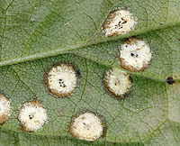 Asteromyia sp.(?) Galls on Eurybia divaricata Maybe some kind of Asteromyia sp.? It looks like there is also some kind of fungus involved.<br />
<br />
Habitat: White Wood Aster (Eurybia divaricata)<br />
https://www.jungledragon.com/image/93350/asteromyia_sp._galls_on_eurybia_divaricata.html<br />
https://www.jungledragon.com/image/93348/asteromyia_sp._galls_on_eurybia_divaricata.html Fall,Geotagged,United States,galls