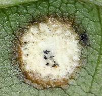 Asteromyia sp.(?) Galls on Eurybia divaricata Maybe some kind of Asteromyia sp.? It looks like there is also some kind of fungus involved.<br />
<br />
Habitat: White Wood Aster (Eurybia divaricata)<br />
https://www.jungledragon.com/image/93349/asteromyia_sp._galls_on_eurybia_divaricata.html<br />
https://www.jungledragon.com/image/93348/asteromyia_sp._galls_on_eurybia_divaricata.html Fall,Geotagged,United States