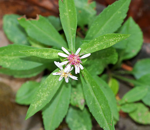 White Wood Aster - Eurybia divaricata Habitat: Mixed forest Eurybia,Eurybia divaricata,Fall,Geotagged,United States,White wood aster,wood aster