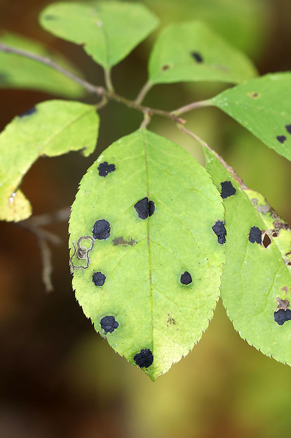 Winterberry Tar Spot - Rhytisma ilicicola Habitat: Ilex verticillata<br />
<figure class="photo"><a href="https://www.jungledragon.com/image/93353/winterberry_tar_spot_-_rhytisma_ilicicola.html" title="Winterberry Tar Spot - Rhytisma ilicicola"><img src="https://s3.amazonaws.com/media.jungledragon.com/images/3232/93353_thumb.jpg?AWSAccessKeyId=05GMT0V3GWVNE7GGM1R2&Expires=1759968010&Signature=EGwe%2FLhelyIhIAHCIb9PMQozj5k%3D" width="114" height="152" alt="Winterberry Tar Spot - Rhytisma ilicicola Habitat: Ilex verticillata<br />
https://www.jungledragon.com/image/93352/fungus_on_serviceberry_amelanchier_sp.html Fall,Geotagged,Ilex verticillata,Rhytisma,Rhytisma ilicicola,United States,Winterberry Tar Spot" /></a></figure> Fall,Geotagged,Rhytisma ilicicola,United States,Winterberry Tar Spot,fungus,tar spot