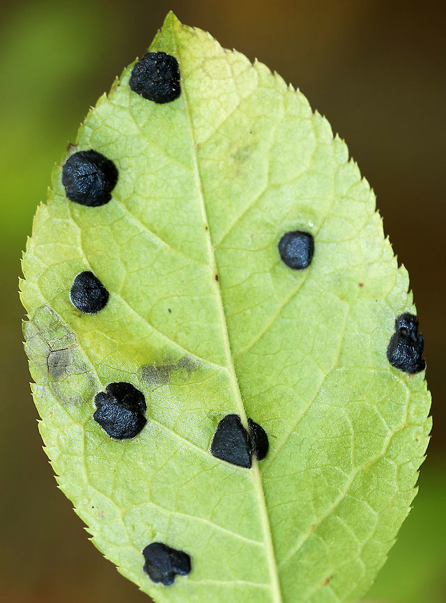 Winterberry Tar Spot - Rhytisma ilicicola Habitat: Ilex verticillata<br />
<figure class="photo"><a href="https://www.jungledragon.com/image/93352/winterberry_tar_spot_-_rhytisma_ilicicola.html" title="Winterberry Tar Spot - Rhytisma ilicicola"><img src="https://s3.amazonaws.com/media.jungledragon.com/images/3232/93352_thumb.jpg?AWSAccessKeyId=05GMT0V3GWVNE7GGM1R2&Expires=1767225610&Signature=QoeioLHe0k%2BYp3GDMCkBMo5eJxQ%3D" width="102" height="152" alt="Winterberry Tar Spot - Rhytisma ilicicola Habitat: Ilex verticillata<br />
https://www.jungledragon.com/image/93353/fungus_on_serviceberry_amelanchier_sp.html Fall,Geotagged,Rhytisma ilicicola,United States,Winterberry Tar Spot,fungus,tar spot" /></a></figure> Fall,Geotagged,Ilex verticillata,Rhytisma,Rhytisma ilicicola,United States,Winterberry Tar Spot