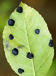 Winterberry Tar Spot - Rhytisma ilicicola Habitat: Ilex verticillata<br />
https://www.jungledragon.com/image/93352/fungus_on_serviceberry_amelanchier_sp.html Fall,Geotagged,Ilex verticillata,Rhytisma,Rhytisma ilicicola,United States,Winterberry Tar Spot