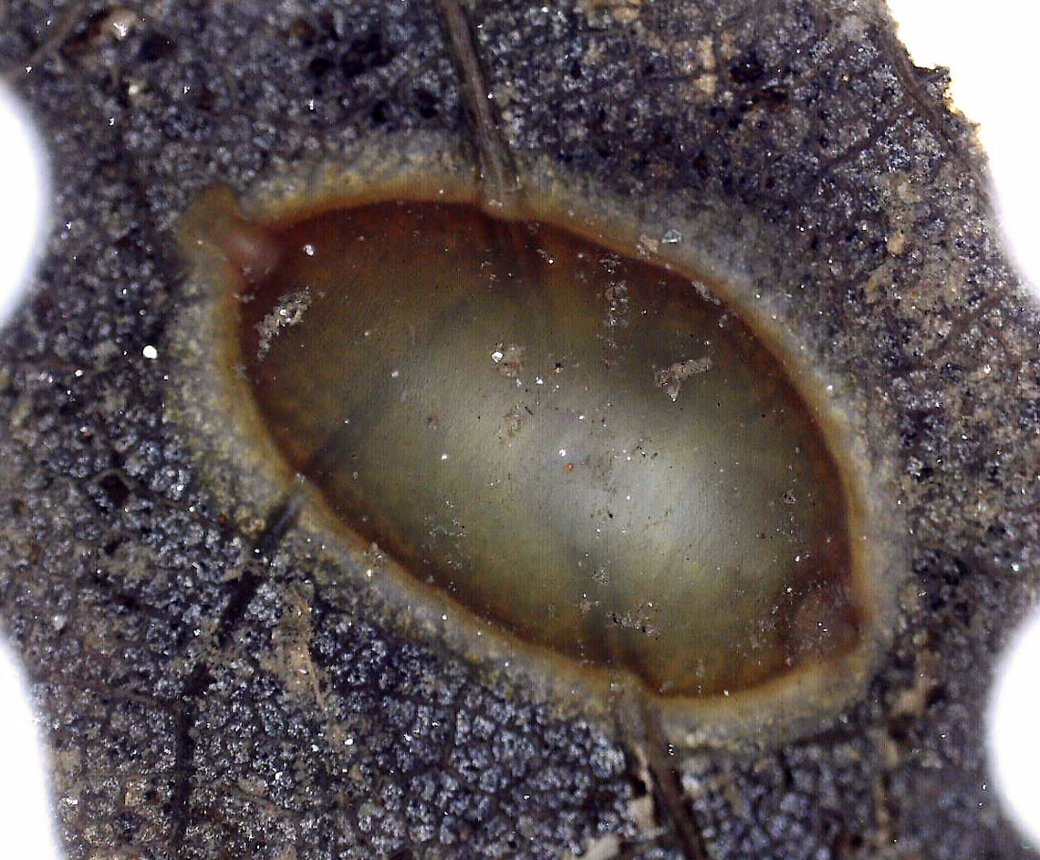 Leech Egg Case I found this egg case stuck to a leaf in a shallow pond. <br />
<br />
Habitat: Freshwater, woodland pond<br />
<figure class="photo"><a href="https://www.jungledragon.com/image/93392/leech_egg_case.html" title="Leech Egg Case"><img src="https://s3.amazonaws.com/media.jungledragon.com/images/3232/93392_thumb.jpg?AWSAccessKeyId=05GMT0V3GWVNE7GGM1R2&Expires=1769040010&Signature=yyIRS%2FjgbZD1TH33kM6SZuP7CDI%3D" width="200" height="154" alt="Leech Egg Case In this photo, the egg case is to the left of two leeches.<br />
<br />
Habitat: Freshwater, woodland pond<br />
https://www.jungledragon.com/image/93390/egg_case.html<br />
https://www.jungledragon.com/image/93391/egg_case_removed_from_leaf.html Geotagged,Spring,United States,egg case,leech,leech egg case" /></a></figure><br />
<figure class="photo"><a href="https://www.jungledragon.com/image/93391/leech_egg_case_removed_from_leaf.html" title="Leech Egg Case (Removed from Leaf)"><img src="https://s3.amazonaws.com/media.jungledragon.com/images/3232/93391_thumb.jpg?AWSAccessKeyId=05GMT0V3GWVNE7GGM1R2&Expires=1769040010&Signature=IU1dF%2FooiVgu2ZkC274PZHW4s9E%3D" width="200" height="154" alt="Leech Egg Case (Removed from Leaf) I found this egg case stuck to a leaf in a shallow pond. I took this photo with a digital scope.<br />
<br />
Habitat: Freshwater, woodland pond<br />
https://www.jungledragon.com/image/93390/egg_case.html<br />
https://www.jungledragon.com/image/93392/egg_case.html Geotagged,United States,egg case,leech egg case" /></a></figure> Geotagged,United States,aquatic eggs,egg case,leech,leech egg case
