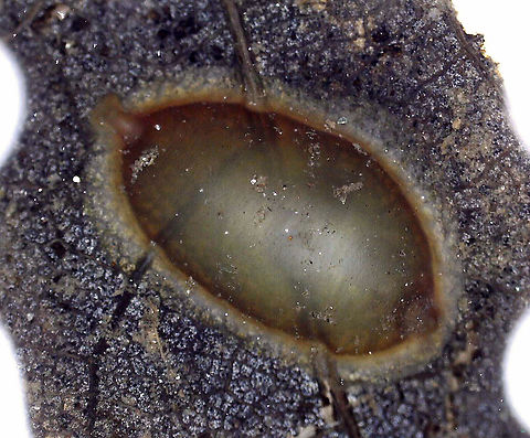 Leech Egg Case I found this egg case stuck to a leaf in a shallow pond. 

Habitat: Freshwater, woodland pond
https://www.jungledragon.com/image/93392/egg_case.html
https://www.jungledragon.com/image/93391/egg_case_removed_from_leaf.html Geotagged,United States,aquatic eggs,egg case,leech,leech egg case