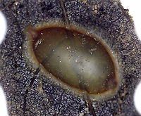 Leech Egg Case I found this egg case stuck to a leaf in a shallow pond. <br />
<br />
Habitat: Freshwater, woodland pond<br />
https://www.jungledragon.com/image/93392/egg_case.html<br />
https://www.jungledragon.com/image/93391/egg_case_removed_from_leaf.html Geotagged,United States,aquatic eggs,egg case,leech,leech egg case