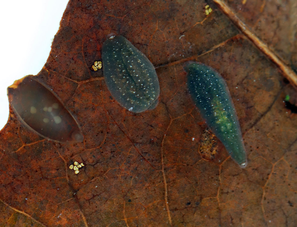 Leech Egg Case In this photo, the egg case is to the left of two leeches.<br />
<br />
Habitat: Freshwater, woodland pond<br />
<figure class="photo"><a href="https://www.jungledragon.com/image/93390/leech_egg_case.html" title="Leech Egg Case"><img src="https://s3.amazonaws.com/media.jungledragon.com/images/3232/93390_thumb.jpg?AWSAccessKeyId=05GMT0V3GWVNE7GGM1R2&Expires=1769040010&Signature=lDtnC52jnniepeCavz9aLXbT4lE%3D" width="200" height="166" alt="Leech Egg Case I found this egg case stuck to a leaf in a shallow pond. <br />
<br />
Habitat: Freshwater, woodland pond<br />
https://www.jungledragon.com/image/93392/egg_case.html<br />
https://www.jungledragon.com/image/93391/egg_case_removed_from_leaf.html Geotagged,United States,aquatic eggs,egg case,leech,leech egg case" /></a></figure><br />
<figure class="photo"><a href="https://www.jungledragon.com/image/93391/leech_egg_case_removed_from_leaf.html" title="Leech Egg Case (Removed from Leaf)"><img src="https://s3.amazonaws.com/media.jungledragon.com/images/3232/93391_thumb.jpg?AWSAccessKeyId=05GMT0V3GWVNE7GGM1R2&Expires=1769040010&Signature=IU1dF%2FooiVgu2ZkC274PZHW4s9E%3D" width="200" height="154" alt="Leech Egg Case (Removed from Leaf) I found this egg case stuck to a leaf in a shallow pond. I took this photo with a digital scope.<br />
<br />
Habitat: Freshwater, woodland pond<br />
https://www.jungledragon.com/image/93390/egg_case.html<br />
https://www.jungledragon.com/image/93392/egg_case.html Geotagged,United States,egg case,leech egg case" /></a></figure> Geotagged,Spring,United States,egg case,leech,leech egg case