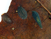 Leech Egg Case In this photo, the egg case is to the left of two leeches.<br />
<br />
Habitat: Freshwater, woodland pond<br />
https://www.jungledragon.com/image/93390/egg_case.html<br />
https://www.jungledragon.com/image/93391/egg_case_removed_from_leaf.html Geotagged,Spring,United States,egg case,leech,leech egg case