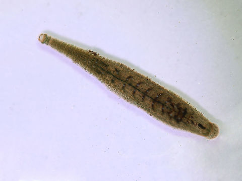 Freshwater Leech - Phylum Annelida, Class Clitellata, Subclass Hirudinea, Helobdella stagnalis I think this is a Helobdella stagnalis leech, but will seek confirmation.

I tried to get it to feed on me, but it wouldn't...This was a clue that led me to the genus Helobdella because they do not feed on blood.

Habitat: Pond

Also seen here:
https://www.jungledragon.com/image/93392/egg_case.html Geotagged,Helobdella stagnalis,Hirudinea,Spring,United States,annelida,clitellata,helobdella,leech