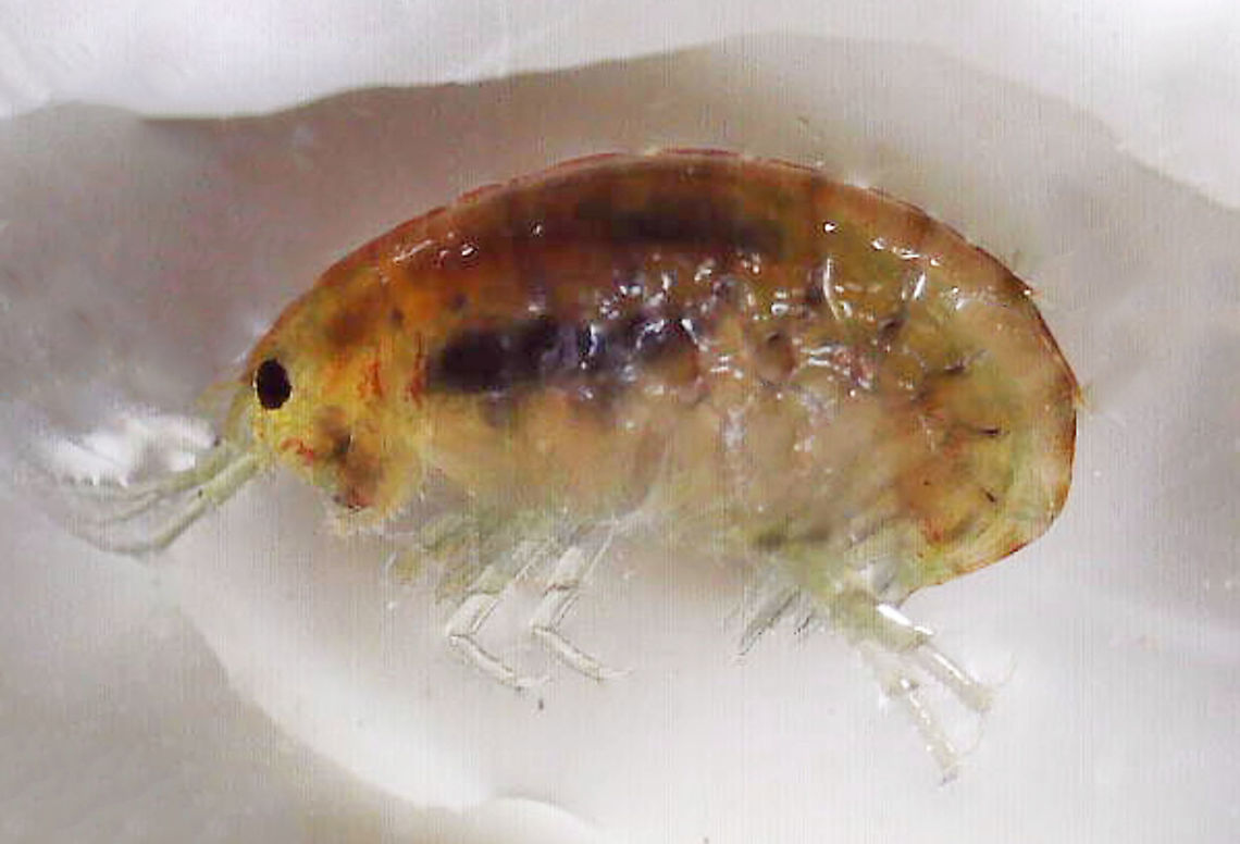 Amphipod - Hyalella azteca Sorry for the poor quality shot, but this scud was tiny (~0.3 mm) and refused to stay still. I finally got this shot by reducing the area it could swim in to a single drop of water. <br />
<br />
*Species ID is tentative, but probable because H. azteca is very common among waterweeds in ponds.<br />
<br />
Habitat: Found in the weeds near the edge of a pond Geotagged,Hyalella,Hyalella azteca,United States,amphipod,amphipoda,scud,side-swimmer