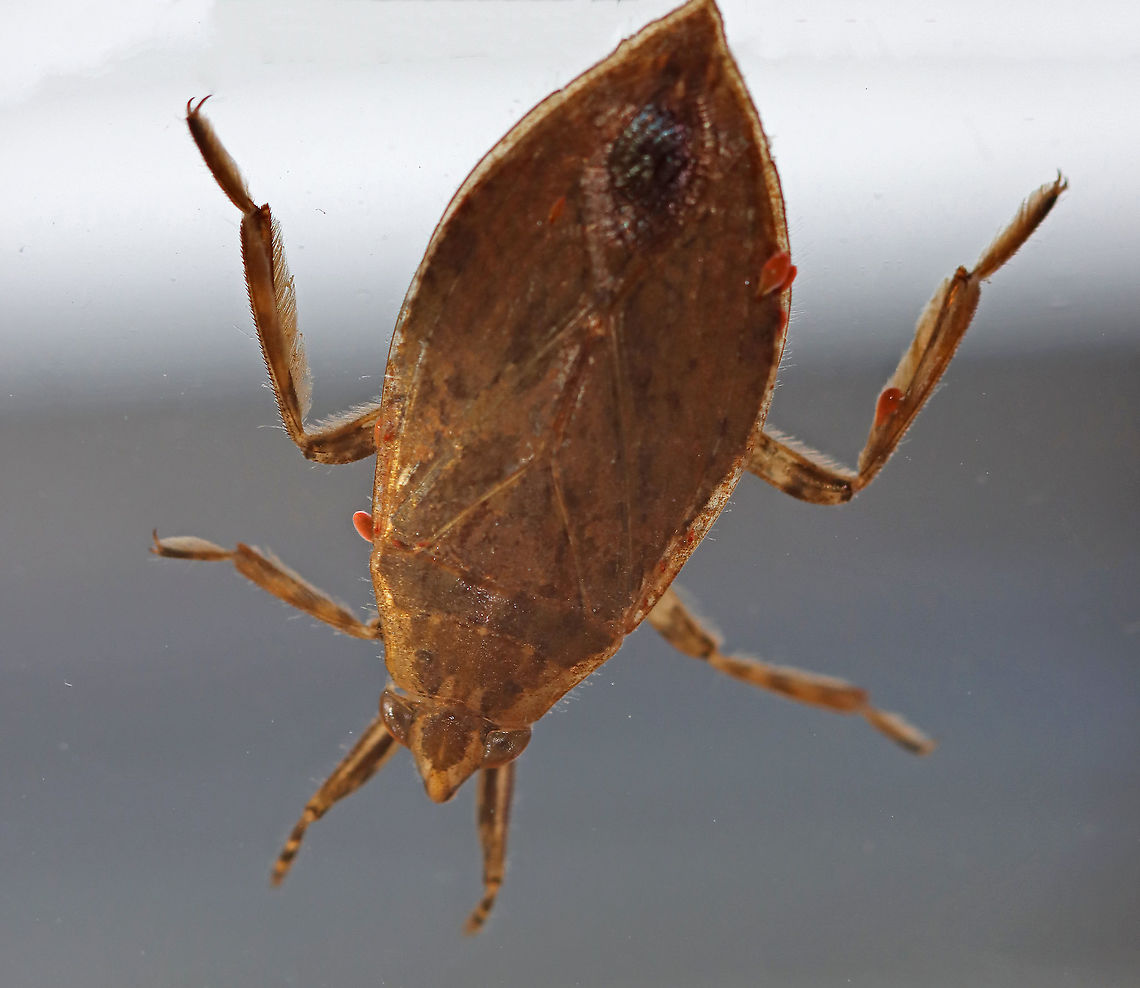 Toe-biter - Belostoma flumineum These bugs can inflict a really painful bite. This individual had a bunch of mites on it (red blobs), which I think are Eylais belostomatis, or a similar species.  <br />
<br />
Habitat: Found in a small, woodland pond Belostoma,Belostoma flumineum,Geotagged,Spring,United States,aquatic bug,bug,giant water bug,toe-biter