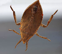 Toe-biter - Belostoma flumineum These bugs can inflict a really painful bite. This individual had a bunch of mites on it (red blobs), which I think are Eylais belostomatis, or a similar species.  <br />
<br />
Habitat: Found in a small, woodland pond Belostoma,Belostoma flumineum,Geotagged,Spring,United States,aquatic bug,bug,giant water bug,toe-biter