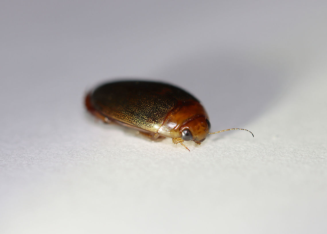 Predaceous Diving Beetle (Male) - Graphoderus liberus Streamlined, oval-shaped body; filamentous antennae; Segment A1 split into 2 parts by legs; elytra heavily speckled.<br />
<br />
Habitat: Pond<br />
<br />
*I brought this beetle home to photograph. I intended to set it free afterwards, but accidentally killed it by dropping my head lamp on it. Another note - I used so much light for this shot and it is still so dark! I used a flashlight, headlamp, and diffused flash.  <br />
<br />
Check out its movements:<br />
<section class="video"><iframe width="448" height="252" src="https://player.vimeo.com/video/413118607?title=0&byline=0&portrait=0" frameborder="0"></iframe></section><br />
<br />
<figure class="photo"><a href="https://www.jungledragon.com/image/93418/predaceous_diving_beetle_male_-_graphoderus_liberus_---articulo-setae_on_tarsi.html" title="Predaceous Diving Beetle (Male) - Graphoderus liberus ---Articulo-setae on Tarsi"><img src="https://s3.amazonaws.com/media.jungledragon.com/images/3232/93418_thumb.jpg?AWSAccessKeyId=05GMT0V3GWVNE7GGM1R2&Expires=1769040010&Signature=SZTbOLDo8fOFmn99fuirsxFPJns%3D" width="200" height="162" alt="Predaceous Diving Beetle (Male) - Graphoderus liberus ---Articulo-setae on Tarsi Streamlined, oval-shaped body; filamentous antennae; Segment A1 split into 2 parts by legs; elytra heavily speckled.<br />
<br />
Since this beetle was dead, I decided to remove its tarsi for a better look at the articulo-setae. Quality is low because I used a low-power digital scope.  Articulo-setae are structures that males have on their mid and fore-tarsi. They act like suckers and help the males hold the females during mating.<br />
<br />
Habitat: Pond<br />
<br />
*I brought this beetle home to photograph. I intended to set it free afterwards, but accidentally killed it by dropping my head lamp on it. Another note - I used so much light for this shot and it is still so dark! I used a flashlight, headlamp, and diffused flash.  <br />
<br />
Check out its movements:<br />
https://vimeo.com/413118607<br />
<br />
https://www.jungledragon.com/image/93414/predaceous_diving_beetle_male_-_graphoderus_liberus.html<br />
https://www.jungledragon.com/image/93417/predaceous_diving_beetle_male_-_graphoderus_liberus.html<br />
https://www.jungledragon.com/image/93416/predaceous_diving_beetle_male_-_graphoderus_liberus_---hind_leg.html<br />
https://www.jungledragon.com/image/93415/predaceous_diving_beetle_male_-_graphoderus_liberus.html Geotagged,Graphoderus liberus,United States" /></a></figure><br />
<figure class="photo"><a href="https://www.jungledragon.com/image/93417/predaceous_diving_beetle_male_-_graphoderus_liberus.html" title="Predaceous Diving Beetle (Male) - Graphoderus liberus"><img src="https://s3.amazonaws.com/media.jungledragon.com/images/3232/93417_thumb.jpg?AWSAccessKeyId=05GMT0V3GWVNE7GGM1R2&Expires=1769040010&Signature=hSygS16QLroe63ilJyD90IkFtWk%3D" width="200" height="136" alt="Predaceous Diving Beetle (Male) - Graphoderus liberus Streamlined, oval-shaped body; filamentous antennae; Segment A1 split into 2 parts by legs; elytra heavily speckled.<br />
<br />
Habitat: Pond<br />
<br />
*I brought this beetle home to photograph. I intended to set it free afterwards, but accidentally killed it by dropping my head lamp on it. Another note - I used so much light for this shot and it is still so dark! I used a flashlight, headlamp, and diffused flash.  <br />
<br />
Check out its movements:<br />
https://vimeo.com/413118607<br />
<br />
https://www.jungledragon.com/image/93414/predaceous_diving_beetle_male_-_graphoderus_liberus.html<br />
https://www.jungledragon.com/image/93418/predaceous_diving_beetle_male_-_graphoderus_liberus_---articulo-setae_on_tarsi.html<br />
https://www.jungledragon.com/image/93416/predaceous_diving_beetle_male_-_graphoderus_liberus_---hind_leg.html<br />
https://www.jungledragon.com/image/93415/predaceous_diving_beetle_male_-_graphoderus_liberus.html Geotagged,Graphoderus liberus,Spring,United States" /></a></figure><br />
<figure class="photo"><a href="https://www.jungledragon.com/image/93416/predaceous_diving_beetle_male_-_graphoderus_liberus_---hind_leg.html" title="Predaceous Diving Beetle (Male) - Graphoderus liberus ---Hind Leg"><img src="https://s3.amazonaws.com/media.jungledragon.com/images/3232/93416_thumb.jpg?AWSAccessKeyId=05GMT0V3GWVNE7GGM1R2&Expires=1769040010&Signature=XDa2OVC051PTJA3v9nLolpNkpiM%3D" width="200" height="146" alt="Predaceous Diving Beetle (Male) - Graphoderus liberus ---Hind Leg Streamlined, oval-shaped body; filamentous antennae; Segment A1 split into 2 parts by legs; elytra heavily speckled.<br />
<br />
Habitat: Pond<br />
<br />
*I brought this beetle home to photograph. I intended to set it free afterwards, but accidentally killed it by dropping my head lamp on it. Another note - I used so much light for this shot and it is still so dark! I used a flashlight, headlamp, and diffused flash.  <br />
<br />
Check out its movements:<br />
https://vimeo.com/413118607<br />
<br />
https://www.jungledragon.com/image/93417/predaceous_diving_beetle_male_-_graphoderus_liberus.html<br />
https://www.jungledragon.com/image/93415/predaceous_diving_beetle_male_-_graphoderus_liberus.html<br />
https://www.jungledragon.com/image/93414/predaceous_diving_beetle_male_-_graphoderus_liberus.html<br />
https://www.jungledragon.com/image/93418/predaceous_diving_beetle_male_-_graphoderus_liberus_---articulo-setae_on_tarsi.html<br />
 Geotagged,Graphoderus liberus,United States" /></a></figure><br />
<figure class="photo"><a href="https://www.jungledragon.com/image/93415/predaceous_diving_beetle_male_-_graphoderus_liberus.html" title="Predaceous Diving Beetle (Male) - Graphoderus liberus"><img src="https://s3.amazonaws.com/media.jungledragon.com/images/3232/93415_thumb.jpg?AWSAccessKeyId=05GMT0V3GWVNE7GGM1R2&Expires=1769040010&Signature=J4Tel8FrrNJFBompftmVB%2F1qPY8%3D" width="200" height="162" alt="Predaceous Diving Beetle (Male) - Graphoderus liberus Streamlined, oval-shaped body; filamentous antennae; Segment A1 split into 2 parts by legs; elytra heavily speckled.<br />
<br />
**In this ventral shot, note the circular structures below the beetles eyes. I think these are modified, articulo-setae, which males have on their fore-tarsi. They act like suckers and help the males hold the females during mating.<br />
<br />
Habitat: Pond<br />
<br />
*I brought this beetle home to photograph. I intended to set it free afterwards, but accidentally killed it by dropping my head lamp on it. Another note - I used so much light for this shot and it is still so dark! I used a flashlight, headlamp, and diffused flash.  <br />
<br />
Check out its movements:<br />
https://vimeo.com/413118607<br />
<br />
https://www.jungledragon.com/image/93416/predaceous_diving_beetle_male_-_graphoderus_liberus_---hind_leg.html<br />
https://www.jungledragon.com/image/93414/predaceous_diving_beetle_male_-_graphoderus_liberus.html<br />
https://www.jungledragon.com/image/93418/predaceous_diving_beetle_male_-_graphoderus_liberus_---articulo-setae_on_tarsi.html<br />
https://www.jungledragon.com/image/93417/predaceous_diving_beetle_male_-_graphoderus_liberus.html Geotagged,Graphoderus liberus,United States" /></a></figure><br />
 Dytiscidae,Geotagged,Graphoderus,Graphoderus liberus,Predaceous Diving Beetle,Spring,United States,beetle