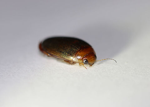 Predaceous Diving Beetle (Male) - Graphoderus liberus Streamlined, oval-shaped body; filamentous antennae; Segment A1 split into 2 parts by legs; elytra heavily speckled.

Habitat: Pond

*I brought this beetle home to photograph. I intended to set it free afterwards, but accidentally killed it by dropping my head lamp on it. Another note - I used so much light for this shot and it is still so dark! I used a flashlight, headlamp, and diffused flash.  

Check out its movements:
https://vimeo.com/413118607

https://www.jungledragon.com/image/93418/predaceous_diving_beetle_male_-_graphoderus_liberus_---articulo-setae_on_tarsi.html
https://www.jungledragon.com/image/93417/predaceous_diving_beetle_male_-_graphoderus_liberus.html
https://www.jungledragon.com/image/93416/predaceous_diving_beetle_male_-_graphoderus_liberus_---hind_leg.html
https://www.jungledragon.com/image/93415/predaceous_diving_beetle_male_-_graphoderus_liberus.html
 Dytiscidae,Geotagged,Graphoderus,Graphoderus liberus,Predaceous Diving Beetle,Spring,United States,beetle