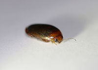 Predaceous Diving Beetle (Male) - Graphoderus liberus Streamlined, oval-shaped body; filamentous antennae; Segment A1 split into 2 parts by legs; elytra heavily speckled.<br />
<br />
Habitat: Pond<br />
<br />
*I brought this beetle home to photograph. I intended to set it free afterwards, but accidentally killed it by dropping my head lamp on it. Another note - I used so much light for this shot and it is still so dark! I used a flashlight, headlamp, and diffused flash. <br />
<br />
Check out its movements:<br />
https://vimeo.com/413118607<br />
<br />
https://www.jungledragon.com/image/93418/predaceous_diving_beetle_male_-_graphoderus_liberus_---articulo-setae_on_tarsi.html<br />
https://www.jungledragon.com/image/93417/predaceous_diving_beetle_male_-_graphoderus_liberus.html<br />
https://www.jungledragon.com/image/93416/predaceous_diving_beetle_male_-_graphoderus_liberus_---hind_leg.html<br />
https://www.jungledragon.com/image/93415/predaceous_diving_beetle_male_-_graphoderus_liberus.html<br />
Dytiscidae,Geotagged,Graphoderus,Graphoderus liberus,Predaceous Diving Beetle,Spring,United States,beetle