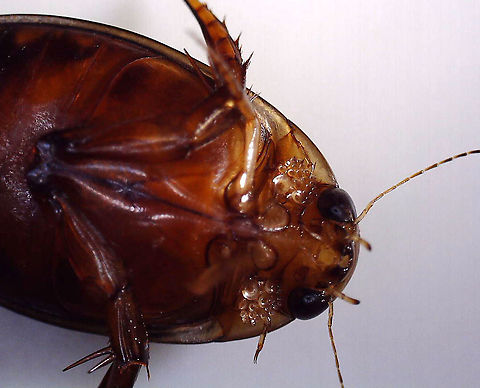Predaceous Diving Beetle (Male) - Graphoderus liberus Streamlined, oval-shaped body; filamentous antennae; Segment A1 split into 2 parts by legs; elytra heavily speckled.

**In this ventral shot, note the circular structures below the beetles eyes. I think these are modified, articulo-setae, which males have on their fore-tarsi. They act like suckers and help the males hold the females during mating.

Habitat: Pond

*I brought this beetle home to photograph. I intended to set it free afterwards, but accidentally killed it by dropping my head lamp on it. Another note - I used so much light for this shot and it is still so dark! I used a flashlight, headlamp, and diffused flash.  

Check out its movements:
https://vimeo.com/413118607

https://www.jungledragon.com/image/93416/predaceous_diving_beetle_male_-_graphoderus_liberus_---hind_leg.html
https://www.jungledragon.com/image/93414/predaceous_diving_beetle_male_-_graphoderus_liberus.html
https://www.jungledragon.com/image/93418/predaceous_diving_beetle_male_-_graphoderus_liberus_---articulo-setae_on_tarsi.html
https://www.jungledragon.com/image/93417/predaceous_diving_beetle_male_-_graphoderus_liberus.html Geotagged,Graphoderus liberus,United States