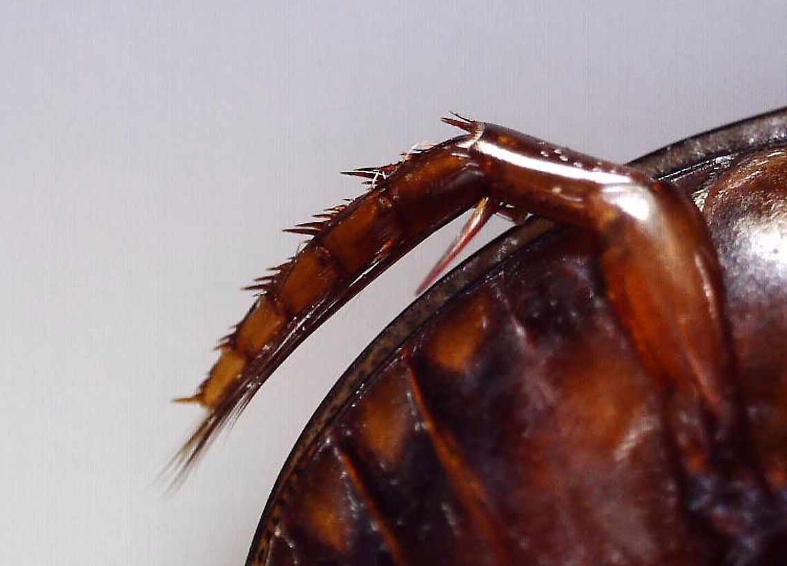 Predaceous Diving Beetle (Male) - Graphoderus liberus ---Hind Leg Streamlined, oval-shaped body; filamentous antennae; Segment A1 split into 2 parts by legs; elytra heavily speckled.<br />
<br />
Habitat: Pond<br />
<br />
*I brought this beetle home to photograph. I intended to set it free afterwards, but accidentally killed it by dropping my head lamp on it. Another note - I used so much light for this shot and it is still so dark! I used a flashlight, headlamp, and diffused flash.  <br />
<br />
Check out its movements:<br />
<section class="video"><iframe width="448" height="252" src="https://player.vimeo.com/video/413118607?title=0&byline=0&portrait=0" frameborder="0"></iframe></section><br />
<br />
<figure class="photo"><a href="https://www.jungledragon.com/image/93417/predaceous_diving_beetle_male_-_graphoderus_liberus.html" title="Predaceous Diving Beetle (Male) - Graphoderus liberus"><img src="https://s3.amazonaws.com/media.jungledragon.com/images/3232/93417_thumb.jpg?AWSAccessKeyId=05GMT0V3GWVNE7GGM1R2&Expires=1759968010&Signature=%2F%2BBLHgfQRdbwU5rgweW40ftrRRY%3D" width="200" height="136" alt="Predaceous Diving Beetle (Male) - Graphoderus liberus Streamlined, oval-shaped body; filamentous antennae; Segment A1 split into 2 parts by legs; elytra heavily speckled.<br />
<br />
Habitat: Pond<br />
<br />
*I brought this beetle home to photograph. I intended to set it free afterwards, but accidentally killed it by dropping my head lamp on it. Another note - I used so much light for this shot and it is still so dark! I used a flashlight, headlamp, and diffused flash.  <br />
<br />
Check out its movements:<br />
https://vimeo.com/413118607<br />
<br />
https://www.jungledragon.com/image/93414/predaceous_diving_beetle_male_-_graphoderus_liberus.html<br />
https://www.jungledragon.com/image/93418/predaceous_diving_beetle_male_-_graphoderus_liberus_---articulo-setae_on_tarsi.html<br />
https://www.jungledragon.com/image/93416/predaceous_diving_beetle_male_-_graphoderus_liberus_---hind_leg.html<br />
https://www.jungledragon.com/image/93415/predaceous_diving_beetle_male_-_graphoderus_liberus.html Geotagged,Graphoderus liberus,Spring,United States" /></a></figure><br />
<figure class="photo"><a href="https://www.jungledragon.com/image/93415/predaceous_diving_beetle_male_-_graphoderus_liberus.html" title="Predaceous Diving Beetle (Male) - Graphoderus liberus"><img src="https://s3.amazonaws.com/media.jungledragon.com/images/3232/93415_thumb.jpg?AWSAccessKeyId=05GMT0V3GWVNE7GGM1R2&Expires=1759968010&Signature=eMaR62rkbSsaF3L8Z%2F4QM69%2B1o8%3D" width="200" height="162" alt="Predaceous Diving Beetle (Male) - Graphoderus liberus Streamlined, oval-shaped body; filamentous antennae; Segment A1 split into 2 parts by legs; elytra heavily speckled.<br />
<br />
**In this ventral shot, note the circular structures below the beetles eyes. I think these are modified, articulo-setae, which males have on their fore-tarsi. They act like suckers and help the males hold the females during mating.<br />
<br />
Habitat: Pond<br />
<br />
*I brought this beetle home to photograph. I intended to set it free afterwards, but accidentally killed it by dropping my head lamp on it. Another note - I used so much light for this shot and it is still so dark! I used a flashlight, headlamp, and diffused flash.  <br />
<br />
Check out its movements:<br />
https://vimeo.com/413118607<br />
<br />
https://www.jungledragon.com/image/93416/predaceous_diving_beetle_male_-_graphoderus_liberus_---hind_leg.html<br />
https://www.jungledragon.com/image/93414/predaceous_diving_beetle_male_-_graphoderus_liberus.html<br />
https://www.jungledragon.com/image/93418/predaceous_diving_beetle_male_-_graphoderus_liberus_---articulo-setae_on_tarsi.html<br />
https://www.jungledragon.com/image/93417/predaceous_diving_beetle_male_-_graphoderus_liberus.html Geotagged,Graphoderus liberus,United States" /></a></figure><br />
<figure class="photo"><a href="https://www.jungledragon.com/image/93414/predaceous_diving_beetle_male_-_graphoderus_liberus.html" title="Predaceous Diving Beetle (Male) - Graphoderus liberus"><img src="https://s3.amazonaws.com/media.jungledragon.com/images/3232/93414_thumb.jpg?AWSAccessKeyId=05GMT0V3GWVNE7GGM1R2&Expires=1759968010&Signature=OLQ7zB94qP%2FcnXdeRdNBMlPj9ck%3D" width="200" height="144" alt="Predaceous Diving Beetle (Male) - Graphoderus liberus Streamlined, oval-shaped body; filamentous antennae; Segment A1 split into 2 parts by legs; elytra heavily speckled.<br />
<br />
Habitat: Pond<br />
<br />
*I brought this beetle home to photograph. I intended to set it free afterwards, but accidentally killed it by dropping my head lamp on it. Another note - I used so much light for this shot and it is still so dark! I used a flashlight, headlamp, and diffused flash.  <br />
<br />
Check out its movements:<br />
https://vimeo.com/413118607<br />
<br />
https://www.jungledragon.com/image/93418/predaceous_diving_beetle_male_-_graphoderus_liberus_---articulo-setae_on_tarsi.html<br />
https://www.jungledragon.com/image/93417/predaceous_diving_beetle_male_-_graphoderus_liberus.html<br />
https://www.jungledragon.com/image/93416/predaceous_diving_beetle_male_-_graphoderus_liberus_---hind_leg.html<br />
https://www.jungledragon.com/image/93415/predaceous_diving_beetle_male_-_graphoderus_liberus.html<br />
 Dytiscidae,Geotagged,Graphoderus,Graphoderus liberus,Predaceous Diving Beetle,Spring,United States,beetle" /></a></figure><br />
<figure class="photo"><a href="https://www.jungledragon.com/image/93418/predaceous_diving_beetle_male_-_graphoderus_liberus_---articulo-setae_on_tarsi.html" title="Predaceous Diving Beetle (Male) - Graphoderus liberus ---Articulo-setae on Tarsi"><img src="https://s3.amazonaws.com/media.jungledragon.com/images/3232/93418_thumb.jpg?AWSAccessKeyId=05GMT0V3GWVNE7GGM1R2&Expires=1759968010&Signature=Ak889WShEgbjtJCUr5ytxHb6Y4A%3D" width="200" height="162" alt="Predaceous Diving Beetle (Male) - Graphoderus liberus ---Articulo-setae on Tarsi Streamlined, oval-shaped body; filamentous antennae; Segment A1 split into 2 parts by legs; elytra heavily speckled.<br />
<br />
Since this beetle was dead, I decided to remove its tarsi for a better look at the articulo-setae. Quality is low because I used a low-power digital scope.  Articulo-setae are structures that males have on their mid and fore-tarsi. They act like suckers and help the males hold the females during mating.<br />
<br />
Habitat: Pond<br />
<br />
*I brought this beetle home to photograph. I intended to set it free afterwards, but accidentally killed it by dropping my head lamp on it. Another note - I used so much light for this shot and it is still so dark! I used a flashlight, headlamp, and diffused flash.  <br />
<br />
Check out its movements:<br />
https://vimeo.com/413118607<br />
<br />
https://www.jungledragon.com/image/93414/predaceous_diving_beetle_male_-_graphoderus_liberus.html<br />
https://www.jungledragon.com/image/93417/predaceous_diving_beetle_male_-_graphoderus_liberus.html<br />
https://www.jungledragon.com/image/93416/predaceous_diving_beetle_male_-_graphoderus_liberus_---hind_leg.html<br />
https://www.jungledragon.com/image/93415/predaceous_diving_beetle_male_-_graphoderus_liberus.html Geotagged,Graphoderus liberus,United States" /></a></figure><br />
 Geotagged,Graphoderus liberus,United States