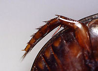 Predaceous Diving Beetle (Male) - Graphoderus liberus ---Hind Leg Streamlined, oval-shaped body; filamentous antennae; Segment A1 split into 2 parts by legs; elytra heavily speckled.<br />
<br />
Habitat: Pond<br />
<br />
*I brought this beetle home to photograph. I intended to set it free afterwards, but accidentally killed it by dropping my head lamp on it. Another note - I used so much light for this shot and it is still so dark! I used a flashlight, headlamp, and diffused flash. <br />
<br />
Check out its movements:<br />
https://vimeo.com/413118607<br />
<br />
https://www.jungledragon.com/image/93417/predaceous_diving_beetle_male_-_graphoderus_liberus.html<br />
https://www.jungledragon.com/image/93415/predaceous_diving_beetle_male_-_graphoderus_liberus.html<br />
https://www.jungledragon.com/image/93414/predaceous_diving_beetle_male_-_graphoderus_liberus.html<br />
https://www.jungledragon.com/image/93418/predaceous_diving_beetle_male_-_graphoderus_liberus_---articulo-setae_on_tarsi.html<br />
Geotagged,Graphoderus liberus,United States