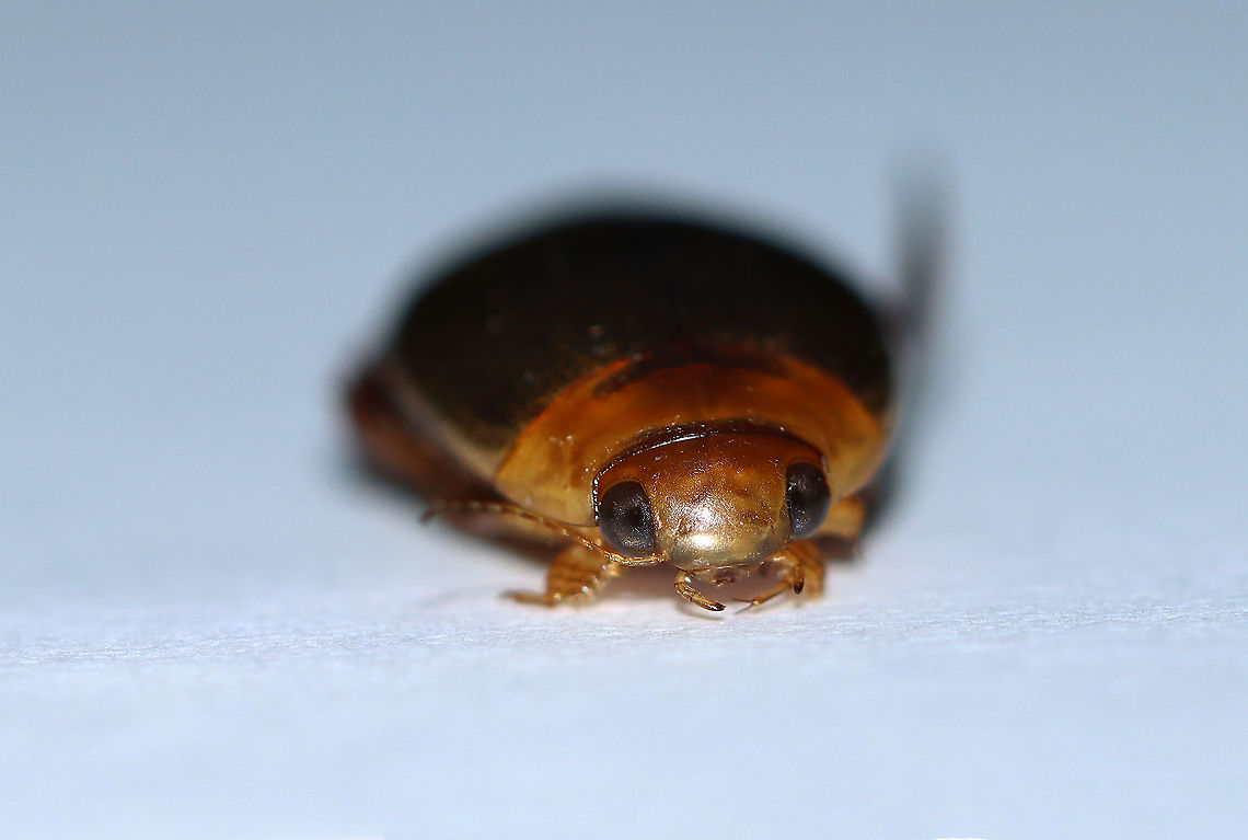 Predaceous Diving Beetle (Male) - Graphoderus liberus Streamlined, oval-shaped body; filamentous antennae; Segment A1 split into 2 parts by legs; elytra heavily speckled.<br />
<br />
Habitat: Pond<br />
<br />
*I brought this beetle home to photograph. I intended to set it free afterwards, but accidentally killed it by dropping my head lamp on it. Another note - I used so much light for this shot and it is still so dark! I used a flashlight, headlamp, and diffused flash. <br />
<br />
Check out its movements:<br />
<section class="video"><iframe width="448" height="252" src="https://player.vimeo.com/video/413118607?title=0&byline=0&portrait=0" frameborder="0"></iframe></section><br />
<br />
<figure class="photo"><a href="https://www.jungledragon.com/image/93414/predaceous_diving_beetle_male_-_graphoderus_liberus.html" title="Predaceous Diving Beetle (Male) - Graphoderus liberus"><img src="https://s3.amazonaws.com/media.jungledragon.com/images/3232/93414_thumb.jpg?AWSAccessKeyId=05GMT0V3GWVNE7GGM1R2&Expires=1763596810&Signature=0scUWzk0n1HQ2wcreVFt0wEJlFA%3D" width="200" height="144" alt="Predaceous Diving Beetle (Male) - Graphoderus liberus Streamlined, oval-shaped body; filamentous antennae; Segment A1 split into 2 parts by legs; elytra heavily speckled.<br />
<br />
Habitat: Pond<br />
<br />
*I brought this beetle home to photograph. I intended to set it free afterwards, but accidentally killed it by dropping my head lamp on it. Another note - I used so much light for this shot and it is still so dark! I used a flashlight, headlamp, and diffused flash. <br />
<br />
Check out its movements:<br />
https://vimeo.com/413118607<br />
<br />
https://www.jungledragon.com/image/93418/predaceous_diving_beetle_male_-_graphoderus_liberus_---articulo-setae_on_tarsi.html<br />
https://www.jungledragon.com/image/93417/predaceous_diving_beetle_male_-_graphoderus_liberus.html<br />
https://www.jungledragon.com/image/93416/predaceous_diving_beetle_male_-_graphoderus_liberus_---hind_leg.html<br />
https://www.jungledragon.com/image/93415/predaceous_diving_beetle_male_-_graphoderus_liberus.html<br />
Dytiscidae,Geotagged,Graphoderus,Graphoderus liberus,Predaceous Diving Beetle,Spring,United States,beetle" /></a></figure><br />
<figure class="photo"><a href="https://www.jungledragon.com/image/93418/predaceous_diving_beetle_male_-_graphoderus_liberus_---articulo-setae_on_tarsi.html" title="Predaceous Diving Beetle (Male) - Graphoderus liberus ---Articulo-setae on Tarsi"><img src="https://s3.amazonaws.com/media.jungledragon.com/images/3232/93418_thumb.jpg?AWSAccessKeyId=05GMT0V3GWVNE7GGM1R2&Expires=1763596810&Signature=MYp8jj6ELtzwhiasatnCz6T8cyE%3D" width="200" height="162" alt="Predaceous Diving Beetle (Male) - Graphoderus liberus ---Articulo-setae on Tarsi Streamlined, oval-shaped body; filamentous antennae; Segment A1 split into 2 parts by legs; elytra heavily speckled.<br />
<br />
Since this beetle was dead, I decided to remove its tarsi for a better look at the articulo-setae. Quality is low because I used a low-power digital scope. Articulo-setae are structures that males have on their mid and fore-tarsi. They act like suckers and help the males hold the females during mating.<br />
<br />
Habitat: Pond<br />
<br />
*I brought this beetle home to photograph. I intended to set it free afterwards, but accidentally killed it by dropping my head lamp on it. Another note - I used so much light for this shot and it is still so dark! I used a flashlight, headlamp, and diffused flash. <br />
<br />
Check out its movements:<br />
https://vimeo.com/413118607<br />
<br />
https://www.jungledragon.com/image/93414/predaceous_diving_beetle_male_-_graphoderus_liberus.html<br />
https://www.jungledragon.com/image/93417/predaceous_diving_beetle_male_-_graphoderus_liberus.html<br />
https://www.jungledragon.com/image/93416/predaceous_diving_beetle_male_-_graphoderus_liberus_---hind_leg.html<br />
https://www.jungledragon.com/image/93415/predaceous_diving_beetle_male_-_graphoderus_liberus.html Geotagged,Graphoderus liberus,United States" /></a></figure><br />
<figure class="photo"><a href="https://www.jungledragon.com/image/93416/predaceous_diving_beetle_male_-_graphoderus_liberus_---hind_leg.html" title="Predaceous Diving Beetle (Male) - Graphoderus liberus ---Hind Leg"><img src="https://s3.amazonaws.com/media.jungledragon.com/images/3232/93416_thumb.jpg?AWSAccessKeyId=05GMT0V3GWVNE7GGM1R2&Expires=1763596810&Signature=DDEl3ZFQKSu8Xg1X9uhG3E1RKN0%3D" width="200" height="146" alt="Predaceous Diving Beetle (Male) - Graphoderus liberus ---Hind Leg Streamlined, oval-shaped body; filamentous antennae; Segment A1 split into 2 parts by legs; elytra heavily speckled.<br />
<br />
Habitat: Pond<br />
<br />
*I brought this beetle home to photograph. I intended to set it free afterwards, but accidentally killed it by dropping my head lamp on it. Another note - I used so much light for this shot and it is still so dark! I used a flashlight, headlamp, and diffused flash. <br />
<br />
Check out its movements:<br />
https://vimeo.com/413118607<br />
<br />
https://www.jungledragon.com/image/93417/predaceous_diving_beetle_male_-_graphoderus_liberus.html<br />
https://www.jungledragon.com/image/93415/predaceous_diving_beetle_male_-_graphoderus_liberus.html<br />
https://www.jungledragon.com/image/93414/predaceous_diving_beetle_male_-_graphoderus_liberus.html<br />
https://www.jungledragon.com/image/93418/predaceous_diving_beetle_male_-_graphoderus_liberus_---articulo-setae_on_tarsi.html<br />
Geotagged,Graphoderus liberus,United States" /></a></figure><br />
<figure class="photo"><a href="https://www.jungledragon.com/image/93415/predaceous_diving_beetle_male_-_graphoderus_liberus.html" title="Predaceous Diving Beetle (Male) - Graphoderus liberus"><img src="https://s3.amazonaws.com/media.jungledragon.com/images/3232/93415_thumb.jpg?AWSAccessKeyId=05GMT0V3GWVNE7GGM1R2&Expires=1763596810&Signature=QpkdYG%2BvI7iqfBltb2OOd640cBc%3D" width="200" height="162" alt="Predaceous Diving Beetle (Male) - Graphoderus liberus Streamlined, oval-shaped body; filamentous antennae; Segment A1 split into 2 parts by legs; elytra heavily speckled.<br />
<br />
**In this ventral shot, note the circular structures below the beetles eyes. I think these are modified, articulo-setae, which males have on their fore-tarsi. They act like suckers and help the males hold the females during mating.<br />
<br />
Habitat: Pond<br />
<br />
*I brought this beetle home to photograph. I intended to set it free afterwards, but accidentally killed it by dropping my head lamp on it. Another note - I used so much light for this shot and it is still so dark! I used a flashlight, headlamp, and diffused flash. <br />
<br />
Check out its movements:<br />
https://vimeo.com/413118607<br />
<br />
https://www.jungledragon.com/image/93416/predaceous_diving_beetle_male_-_graphoderus_liberus_---hind_leg.html<br />
https://www.jungledragon.com/image/93414/predaceous_diving_beetle_male_-_graphoderus_liberus.html<br />
https://www.jungledragon.com/image/93418/predaceous_diving_beetle_male_-_graphoderus_liberus_---articulo-setae_on_tarsi.html<br />
https://www.jungledragon.com/image/93417/predaceous_diving_beetle_male_-_graphoderus_liberus.html Geotagged,Graphoderus liberus,United States" /></a></figure> Geotagged,Graphoderus liberus,Spring,United States