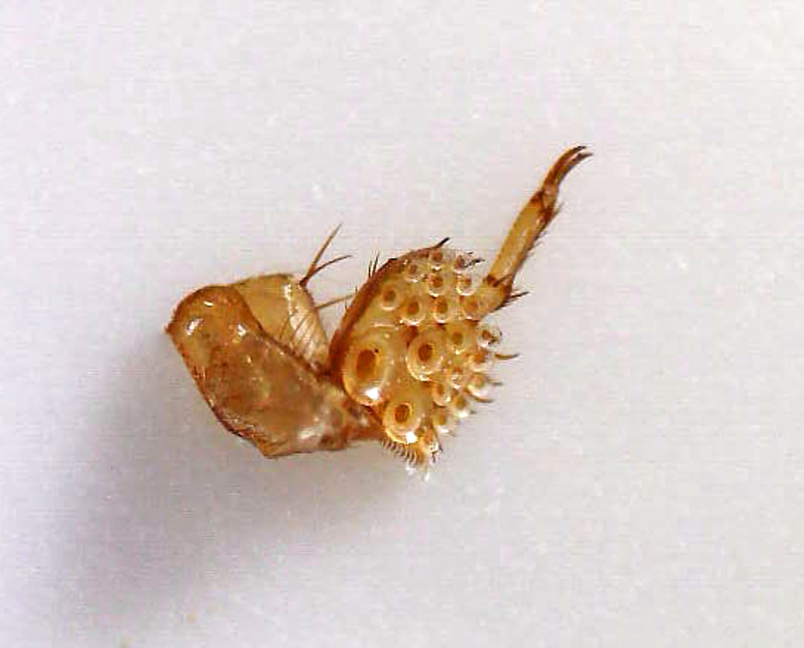 Predaceous Diving Beetle (Male) - Graphoderus liberus ---Articulo-setae on Tarsi Streamlined, oval-shaped body; filamentous antennae; Segment A1 split into 2 parts by legs; elytra heavily speckled.<br />
<br />
Since this beetle was dead, I decided to remove its tarsi for a better look at the articulo-setae. Quality is low because I used a low-power digital scope.  Articulo-setae are structures that males have on their mid and fore-tarsi. They act like suckers and help the males hold the females during mating.<br />
<br />
Habitat: Pond<br />
<br />
*I brought this beetle home to photograph. I intended to set it free afterwards, but accidentally killed it by dropping my head lamp on it. Another note - I used so much light for this shot and it is still so dark! I used a flashlight, headlamp, and diffused flash.  <br />
<br />
Check out its movements:<br />
<section class="video"><iframe width="448" height="252" src="https://player.vimeo.com/video/413118607?title=0&byline=0&portrait=0" frameborder="0"></iframe></section><br />
<br />
<figure class="photo"><a href="https://www.jungledragon.com/image/93414/predaceous_diving_beetle_male_-_graphoderus_liberus.html" title="Predaceous Diving Beetle (Male) - Graphoderus liberus"><img src="https://s3.amazonaws.com/media.jungledragon.com/images/3232/93414_thumb.jpg?AWSAccessKeyId=05GMT0V3GWVNE7GGM1R2&Expires=1759968010&Signature=OLQ7zB94qP%2FcnXdeRdNBMlPj9ck%3D" width="200" height="144" alt="Predaceous Diving Beetle (Male) - Graphoderus liberus Streamlined, oval-shaped body; filamentous antennae; Segment A1 split into 2 parts by legs; elytra heavily speckled.<br />
<br />
Habitat: Pond<br />
<br />
*I brought this beetle home to photograph. I intended to set it free afterwards, but accidentally killed it by dropping my head lamp on it. Another note - I used so much light for this shot and it is still so dark! I used a flashlight, headlamp, and diffused flash.  <br />
<br />
Check out its movements:<br />
https://vimeo.com/413118607<br />
<br />
https://www.jungledragon.com/image/93418/predaceous_diving_beetle_male_-_graphoderus_liberus_---articulo-setae_on_tarsi.html<br />
https://www.jungledragon.com/image/93417/predaceous_diving_beetle_male_-_graphoderus_liberus.html<br />
https://www.jungledragon.com/image/93416/predaceous_diving_beetle_male_-_graphoderus_liberus_---hind_leg.html<br />
https://www.jungledragon.com/image/93415/predaceous_diving_beetle_male_-_graphoderus_liberus.html<br />
 Dytiscidae,Geotagged,Graphoderus,Graphoderus liberus,Predaceous Diving Beetle,Spring,United States,beetle" /></a></figure><br />
<figure class="photo"><a href="https://www.jungledragon.com/image/93417/predaceous_diving_beetle_male_-_graphoderus_liberus.html" title="Predaceous Diving Beetle (Male) - Graphoderus liberus"><img src="https://s3.amazonaws.com/media.jungledragon.com/images/3232/93417_thumb.jpg?AWSAccessKeyId=05GMT0V3GWVNE7GGM1R2&Expires=1759968010&Signature=%2F%2BBLHgfQRdbwU5rgweW40ftrRRY%3D" width="200" height="136" alt="Predaceous Diving Beetle (Male) - Graphoderus liberus Streamlined, oval-shaped body; filamentous antennae; Segment A1 split into 2 parts by legs; elytra heavily speckled.<br />
<br />
Habitat: Pond<br />
<br />
*I brought this beetle home to photograph. I intended to set it free afterwards, but accidentally killed it by dropping my head lamp on it. Another note - I used so much light for this shot and it is still so dark! I used a flashlight, headlamp, and diffused flash.  <br />
<br />
Check out its movements:<br />
https://vimeo.com/413118607<br />
<br />
https://www.jungledragon.com/image/93414/predaceous_diving_beetle_male_-_graphoderus_liberus.html<br />
https://www.jungledragon.com/image/93418/predaceous_diving_beetle_male_-_graphoderus_liberus_---articulo-setae_on_tarsi.html<br />
https://www.jungledragon.com/image/93416/predaceous_diving_beetle_male_-_graphoderus_liberus_---hind_leg.html<br />
https://www.jungledragon.com/image/93415/predaceous_diving_beetle_male_-_graphoderus_liberus.html Geotagged,Graphoderus liberus,Spring,United States" /></a></figure><br />
<figure class="photo"><a href="https://www.jungledragon.com/image/93416/predaceous_diving_beetle_male_-_graphoderus_liberus_---hind_leg.html" title="Predaceous Diving Beetle (Male) - Graphoderus liberus ---Hind Leg"><img src="https://s3.amazonaws.com/media.jungledragon.com/images/3232/93416_thumb.jpg?AWSAccessKeyId=05GMT0V3GWVNE7GGM1R2&Expires=1759968010&Signature=2WYqxl0dAgDAHUpEFwgLm9qVdYo%3D" width="200" height="146" alt="Predaceous Diving Beetle (Male) - Graphoderus liberus ---Hind Leg Streamlined, oval-shaped body; filamentous antennae; Segment A1 split into 2 parts by legs; elytra heavily speckled.<br />
<br />
Habitat: Pond<br />
<br />
*I brought this beetle home to photograph. I intended to set it free afterwards, but accidentally killed it by dropping my head lamp on it. Another note - I used so much light for this shot and it is still so dark! I used a flashlight, headlamp, and diffused flash.  <br />
<br />
Check out its movements:<br />
https://vimeo.com/413118607<br />
<br />
https://www.jungledragon.com/image/93417/predaceous_diving_beetle_male_-_graphoderus_liberus.html<br />
https://www.jungledragon.com/image/93415/predaceous_diving_beetle_male_-_graphoderus_liberus.html<br />
https://www.jungledragon.com/image/93414/predaceous_diving_beetle_male_-_graphoderus_liberus.html<br />
https://www.jungledragon.com/image/93418/predaceous_diving_beetle_male_-_graphoderus_liberus_---articulo-setae_on_tarsi.html<br />
 Geotagged,Graphoderus liberus,United States" /></a></figure><br />
<figure class="photo"><a href="https://www.jungledragon.com/image/93415/predaceous_diving_beetle_male_-_graphoderus_liberus.html" title="Predaceous Diving Beetle (Male) - Graphoderus liberus"><img src="https://s3.amazonaws.com/media.jungledragon.com/images/3232/93415_thumb.jpg?AWSAccessKeyId=05GMT0V3GWVNE7GGM1R2&Expires=1759968010&Signature=eMaR62rkbSsaF3L8Z%2F4QM69%2B1o8%3D" width="200" height="162" alt="Predaceous Diving Beetle (Male) - Graphoderus liberus Streamlined, oval-shaped body; filamentous antennae; Segment A1 split into 2 parts by legs; elytra heavily speckled.<br />
<br />
**In this ventral shot, note the circular structures below the beetles eyes. I think these are modified, articulo-setae, which males have on their fore-tarsi. They act like suckers and help the males hold the females during mating.<br />
<br />
Habitat: Pond<br />
<br />
*I brought this beetle home to photograph. I intended to set it free afterwards, but accidentally killed it by dropping my head lamp on it. Another note - I used so much light for this shot and it is still so dark! I used a flashlight, headlamp, and diffused flash.  <br />
<br />
Check out its movements:<br />
https://vimeo.com/413118607<br />
<br />
https://www.jungledragon.com/image/93416/predaceous_diving_beetle_male_-_graphoderus_liberus_---hind_leg.html<br />
https://www.jungledragon.com/image/93414/predaceous_diving_beetle_male_-_graphoderus_liberus.html<br />
https://www.jungledragon.com/image/93418/predaceous_diving_beetle_male_-_graphoderus_liberus_---articulo-setae_on_tarsi.html<br />
https://www.jungledragon.com/image/93417/predaceous_diving_beetle_male_-_graphoderus_liberus.html Geotagged,Graphoderus liberus,United States" /></a></figure> Geotagged,Graphoderus liberus,United States