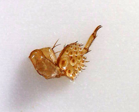 Predaceous Diving Beetle (Male) - Graphoderus liberus ---Articulo-setae on Tarsi Streamlined, oval-shaped body; filamentous antennae; Segment A1 split into 2 parts by legs; elytra heavily speckled.

Since this beetle was dead, I decided to remove its tarsi for a better look at the articulo-setae. Quality is low because I used a low-power digital scope.  Articulo-setae are structures that males have on their mid and fore-tarsi. They act like suckers and help the males hold the females during mating.

Habitat: Pond

*I brought this beetle home to photograph. I intended to set it free afterwards, but accidentally killed it by dropping my head lamp on it. Another note - I used so much light for this shot and it is still so dark! I used a flashlight, headlamp, and diffused flash.  

Check out its movements:
https://vimeo.com/413118607

https://www.jungledragon.com/image/93414/predaceous_diving_beetle_male_-_graphoderus_liberus.html
https://www.jungledragon.com/image/93417/predaceous_diving_beetle_male_-_graphoderus_liberus.html
https://www.jungledragon.com/image/93416/predaceous_diving_beetle_male_-_graphoderus_liberus_---hind_leg.html
https://www.jungledragon.com/image/93415/predaceous_diving_beetle_male_-_graphoderus_liberus.html Geotagged,Graphoderus liberus,United States