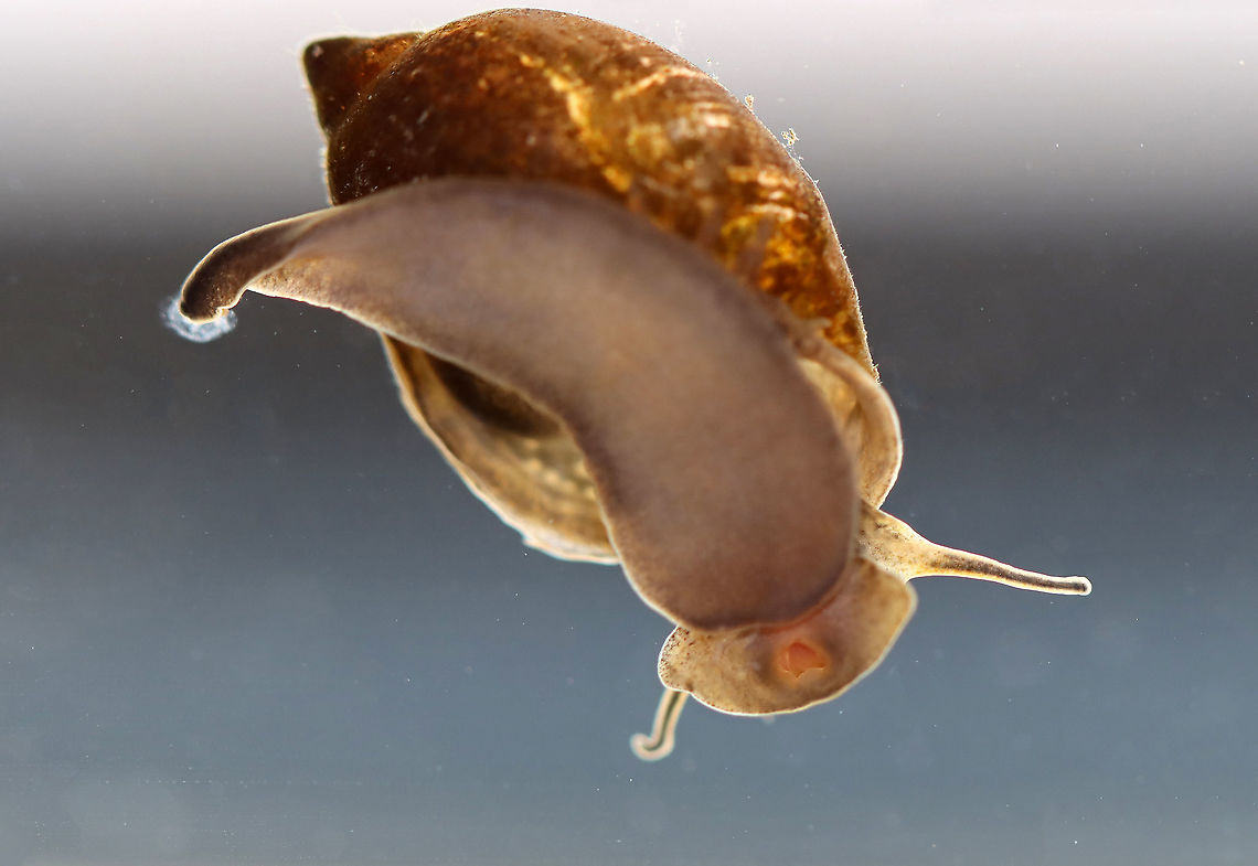 Tadpole Snail - Physella acuta This snail has a large aperture, a pointed spire, no operculum, and has a left-handed aperture. They breathe air, but can stay underwater for long periods of time. The little orange triangle near the bottom of the snail is its mouth!<br />
<br />
Habitat: Caught in a pond and photographed at home<br />
<figure class="photo"><a href="https://www.jungledragon.com/image/93435/tadpole_snail_-_physella_acuta.html" title="Tadpole Snail - Physella acuta"><img src="https://s3.amazonaws.com/media.jungledragon.com/images/3232/93435_thumb.jpg?AWSAccessKeyId=05GMT0V3GWVNE7GGM1R2&Expires=1761782410&Signature=MxFSXFgXKSK0DSoIAninFLhlkQc%3D" width="200" height="136" alt="Tadpole Snail - Physella acuta This snail has a large aperture, a pointed spire, no operculum, and has a left-handed aperture. They breathe air, but can stay underwater for long periods of time. The little orange triangle near the bottom of the snail is its mouth!<br />
<br />
Habitat: Caught in a pond and photographed at home<br />
https://www.jungledragon.com/image/93432/tadpole_snail_-_physella_acuta.html<br />
https://www.jungledragon.com/image/93434/tadpole_snail_-_physella_acuta.html<br />
https://www.jungledragon.com/image/93433/tadpole_snail_-_physella_acuta.html Geotagged,Physella acuta,Spring,United States" /></a></figure><br />
<figure class="photo"><a href="https://www.jungledragon.com/image/93434/tadpole_snail_-_physella_acuta.html" title="Tadpole Snail - Physella acuta"><img src="https://s3.amazonaws.com/media.jungledragon.com/images/3232/93434_thumb.jpg?AWSAccessKeyId=05GMT0V3GWVNE7GGM1R2&Expires=1761782410&Signature=ueZRPm1SHAj3TJJEf0uil2lpQcI%3D" width="102" height="152" alt="Tadpole Snail - Physella acuta This snail has a large aperture, a pointed spire, no operculum, and has a left-handed aperture. They breathe air, but can stay underwater for long periods of time. The little orange triangle near the bottom of the snail is its mouth!<br />
<br />
Habitat: Caught in a pond and photographed at home<br />
https://www.jungledragon.com/image/93432/tadpole_snail_-_physella_acuta.html<br />
https://www.jungledragon.com/image/93433/tadpole_snail_-_physella_acuta.html<br />
https://www.jungledragon.com/image/93435/tadpole_snail_-_physella_acuta.html Geotagged,Physella acuta,Spring,United States" /></a></figure><br />
<figure class="photo"><a href="https://www.jungledragon.com/image/93433/tadpole_snail_-_physella_acuta.html" title="Tadpole Snail - Physella acuta"><img src="https://s3.amazonaws.com/media.jungledragon.com/images/3232/93433_thumb.jpg?AWSAccessKeyId=05GMT0V3GWVNE7GGM1R2&Expires=1761782410&Signature=ACp6yMEnVWqpdgiXZ9NOT%2FipUFo%3D" width="200" height="160" alt="Tadpole Snail - Physella acuta This snail has a large aperture, a pointed spire, no operculum, and has a left-handed aperture. They breathe air, but can stay underwater for long periods of time. The little orange triangle near the bottom of the snail is its mouth!<br />
<br />
Habitat: Caught in a pond and photographed at home<br />
https://www.jungledragon.com/image/93434/tadpole_snail_-_physella_acuta.html<br />
https://www.jungledragon.com/image/93435/tadpole_snail_-_physella_acuta.html<br />
https://www.jungledragon.com/image/93432/tadpole_snail_-_physella_acuta.html Geotagged,Physella acuta,Spring,United States" /></a></figure> European physa,Geotagged,Physella,Physella acuta,Spring,United States,acute bladder snail,bladder snail,gastropod,mollusk,snail,tadpole snail