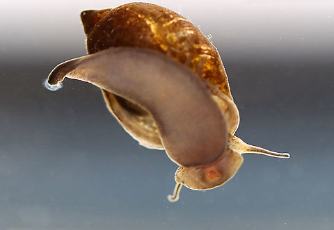 Tadpole Snail - Physella acuta This snail has a large aperture, a pointed spire, no operculum, and has a left-handed aperture. They breathe air, but can stay underwater for long periods of time. The little orange triangle near the bottom of the snail is its mouth!

Habitat: Caught in a pond and photographed at home
https://www.jungledragon.com/image/93435/tadpole_snail_-_physella_acuta.html
https://www.jungledragon.com/image/93434/tadpole_snail_-_physella_acuta.html
https://www.jungledragon.com/image/93433/tadpole_snail_-_physella_acuta.html European physa,Geotagged,Physella,Physella acuta,Spring,United States,acute bladder snail,bladder snail,gastropod,mollusk,snail,tadpole snail