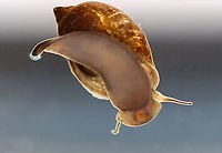 Tadpole Snail - Physella acuta This snail has a large aperture, a pointed spire, no operculum, and has a left-handed aperture. They breathe air, but can stay underwater for long periods of time. The little orange triangle near the bottom of the snail is its mouth!<br />
<br />
Habitat: Caught in a pond and photographed at home<br />
https://www.jungledragon.com/image/93435/tadpole_snail_-_physella_acuta.html<br />
https://www.jungledragon.com/image/93434/tadpole_snail_-_physella_acuta.html<br />
https://www.jungledragon.com/image/93433/tadpole_snail_-_physella_acuta.html European physa,Geotagged,Physella,Physella acuta,Spring,United States,acute bladder snail,bladder snail,gastropod,mollusk,snail,tadpole snail