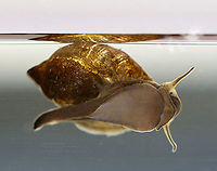 Tadpole Snail - Physella acuta This snail has a large aperture, a pointed spire, no operculum, and has a left-handed aperture. They breathe air, but can stay underwater for long periods of time. The little orange triangle near the bottom of the snail is its mouth!<br />
<br />
Habitat: Caught in a pond and photographed at home<br />
https://www.jungledragon.com/image/93434/tadpole_snail_-_physella_acuta.html<br />
https://www.jungledragon.com/image/93435/tadpole_snail_-_physella_acuta.html<br />
https://www.jungledragon.com/image/93432/tadpole_snail_-_physella_acuta.html Geotagged,Physella acuta,Spring,United States