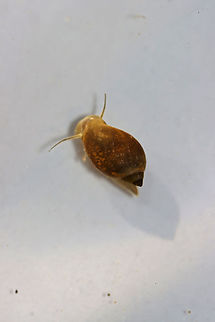 Tadpole Snail - Physella acuta This snail has a large aperture, a pointed spire, no operculum, and has a left-handed aperture. They breathe air, but can stay underwater for long periods of time. The little orange triangle near the bottom of the snail is its mouth!

Habitat: Caught in a pond and photographed at home
https://www.jungledragon.com/image/93432/tadpole_snail_-_physella_acuta.html
https://www.jungledragon.com/image/93433/tadpole_snail_-_physella_acuta.html
https://www.jungledragon.com/image/93435/tadpole_snail_-_physella_acuta.html Geotagged,Physella acuta,Spring,United States
