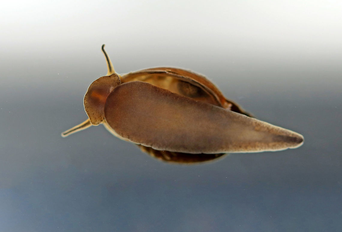 Tadpole Snail - Physella acuta This snail has a large aperture, a pointed spire, no operculum, and has a left-handed aperture. They breathe air, but can stay underwater for long periods of time. The little orange triangle near the bottom of the snail is its mouth!<br />
<br />
Habitat: Caught in a pond and photographed at home<br />
<figure class="photo"><a href="https://www.jungledragon.com/image/93432/tadpole_snail_-_physella_acuta.html" title="Tadpole Snail - Physella acuta"><img src="https://s3.amazonaws.com/media.jungledragon.com/images/3232/93432_thumb.jpg?AWSAccessKeyId=05GMT0V3GWVNE7GGM1R2&Expires=1759968010&Signature=uxkv0dWR%2BVperJp3jOtC9r88tGo%3D" width="200" height="138" alt="Tadpole Snail - Physella acuta This snail has a large aperture, a pointed spire, no operculum, and has a left-handed aperture. They breathe air, but can stay underwater for long periods of time. The little orange triangle near the bottom of the snail is its mouth!<br />
<br />
Habitat: Caught in a pond and photographed at home<br />
https://www.jungledragon.com/image/93435/tadpole_snail_-_physella_acuta.html<br />
https://www.jungledragon.com/image/93434/tadpole_snail_-_physella_acuta.html<br />
https://www.jungledragon.com/image/93433/tadpole_snail_-_physella_acuta.html European physa,Geotagged,Physella,Physella acuta,Spring,United States,acute bladder snail,bladder snail,gastropod,mollusk,snail,tadpole snail" /></a></figure><br />
<figure class="photo"><a href="https://www.jungledragon.com/image/93434/tadpole_snail_-_physella_acuta.html" title="Tadpole Snail - Physella acuta"><img src="https://s3.amazonaws.com/media.jungledragon.com/images/3232/93434_thumb.jpg?AWSAccessKeyId=05GMT0V3GWVNE7GGM1R2&Expires=1759968010&Signature=9uG7KofvM7f%2FdIaFqEg4nwUsZMs%3D" width="102" height="152" alt="Tadpole Snail - Physella acuta This snail has a large aperture, a pointed spire, no operculum, and has a left-handed aperture. They breathe air, but can stay underwater for long periods of time. The little orange triangle near the bottom of the snail is its mouth!<br />
<br />
Habitat: Caught in a pond and photographed at home<br />
https://www.jungledragon.com/image/93432/tadpole_snail_-_physella_acuta.html<br />
https://www.jungledragon.com/image/93433/tadpole_snail_-_physella_acuta.html<br />
https://www.jungledragon.com/image/93435/tadpole_snail_-_physella_acuta.html Geotagged,Physella acuta,Spring,United States" /></a></figure><br />
<figure class="photo"><a href="https://www.jungledragon.com/image/93433/tadpole_snail_-_physella_acuta.html" title="Tadpole Snail - Physella acuta"><img src="https://s3.amazonaws.com/media.jungledragon.com/images/3232/93433_thumb.jpg?AWSAccessKeyId=05GMT0V3GWVNE7GGM1R2&Expires=1759968010&Signature=W7vv0rEpt8IaX8ZTWf7i731CBQE%3D" width="200" height="160" alt="Tadpole Snail - Physella acuta This snail has a large aperture, a pointed spire, no operculum, and has a left-handed aperture. They breathe air, but can stay underwater for long periods of time. The little orange triangle near the bottom of the snail is its mouth!<br />
<br />
Habitat: Caught in a pond and photographed at home<br />
https://www.jungledragon.com/image/93434/tadpole_snail_-_physella_acuta.html<br />
https://www.jungledragon.com/image/93435/tadpole_snail_-_physella_acuta.html<br />
https://www.jungledragon.com/image/93432/tadpole_snail_-_physella_acuta.html Geotagged,Physella acuta,Spring,United States" /></a></figure> Geotagged,Physella acuta,Spring,United States