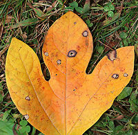 Sassafras - Sassafras albidum This leaf had a bunch of galls/mines. I'm still trying to figure out the ID.<br />
<br />
Habitat: Deciduous forest<br />
https://www.jungledragon.com/image/93439/gallsmines_on_sassafras_sassafras_albidum.html<br />
https://www.jungledragon.com/image/93440/gallsmines_on_sassafras_sassafras_albidum.html Fall,Geotagged,Sassafras,Sassafras albidum,United States,White sassafras