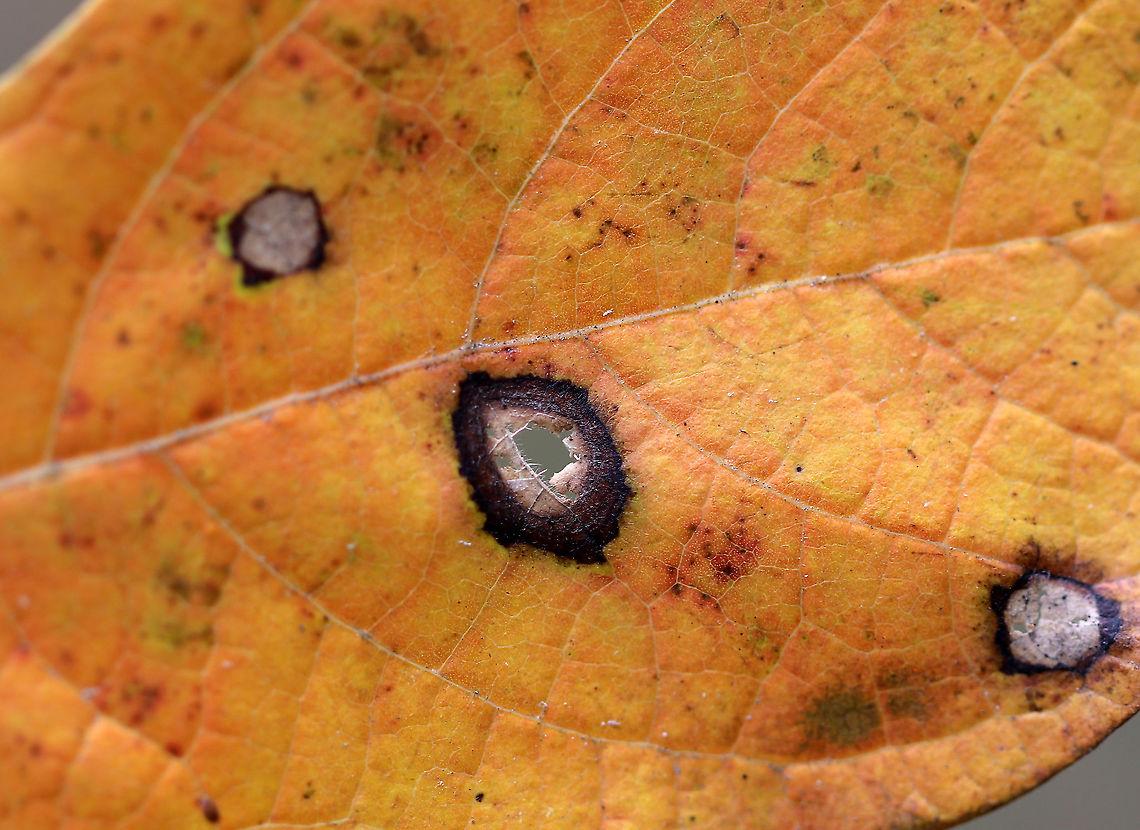 Galls/Mines on Sassafras (Sassafras albidum) This leaf had a bunch of galls/mines. I&#039;m still trying to figure out the ID.<br />
<br />
Habitat: Deciduous forest<br />
<figure class="photo"><a href="https://www.jungledragon.com/image/93440/gallsmines_on_sassafras_sassafras_albidum.html" title="Galls/Mines on Sassafras (Sassafras albidum)"><img src="https://s3.amazonaws.com/media.jungledragon.com/images/3232/93440_thumb.jpg?AWSAccessKeyId=05GMT0V3GWVNE7GGM1R2&Expires=1763596810&Signature=ufX72VMCvszxZhUxDDlHbuUJ9No%3D" width="128" height="152" alt="Galls/Mines on Sassafras (Sassafras albidum) This leaf had a bunch of galls/mines. I&#039;m still trying to figure out the ID.<br />
<br />
Habitat: Deciduous forest<br />
https://www.jungledragon.com/image/93438/sassafras_-_sassafras_albidum.html<br />
https://www.jungledragon.com/image/93439/gallsmines_on_sassafras_sassafras_albidum.html Fall,Geotagged,United States" /></a></figure><br />
<figure class="photo"><a href="https://www.jungledragon.com/image/93438/sassafras_-_sassafras_albidum.html" title="Sassafras - Sassafras albidum"><img src="https://s3.amazonaws.com/media.jungledragon.com/images/3232/93438_thumb.jpg?AWSAccessKeyId=05GMT0V3GWVNE7GGM1R2&Expires=1763596810&Signature=vmLBwGIwev6hw5EkaL5h2uhpFCQ%3D" width="200" height="196" alt="Sassafras - Sassafras albidum This leaf had a bunch of galls/mines. I&#039;m still trying to figure out the ID.<br />
<br />
Habitat: Deciduous forest<br />
https://www.jungledragon.com/image/93439/gallsmines_on_sassafras_sassafras_albidum.html<br />
https://www.jungledragon.com/image/93440/gallsmines_on_sassafras_sassafras_albidum.html Fall,Geotagged,Sassafras,Sassafras albidum,United States,White sassafras" /></a></figure> Fall,Geotagged,United States