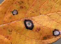 Galls/Mines on Sassafras (Sassafras albidum) This leaf had a bunch of galls/mines. I'm still trying to figure out the ID.<br />
<br />
Habitat: Deciduous forest<br />
https://www.jungledragon.com/image/93440/gallsmines_on_sassafras_sassafras_albidum.html<br />
https://www.jungledragon.com/image/93438/sassafras_-_sassafras_albidum.html Fall,Geotagged,United States