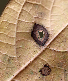 Galls/Mines on Sassafras (Sassafras albidum) This leaf had a bunch of galls/mines. I'm still trying to figure out the ID.

Habitat: Deciduous forest
https://www.jungledragon.com/image/93438/sassafras_-_sassafras_albidum.html
https://www.jungledragon.com/image/93439/gallsmines_on_sassafras_sassafras_albidum.html Fall,Geotagged,United States