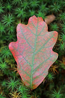 White Oak - Quercus alba Showing its autumn colors.

Habitat: mixed forest Fall,Geotagged,Quercus,Quercus alba,United States,White oak,oak,oak leaf
