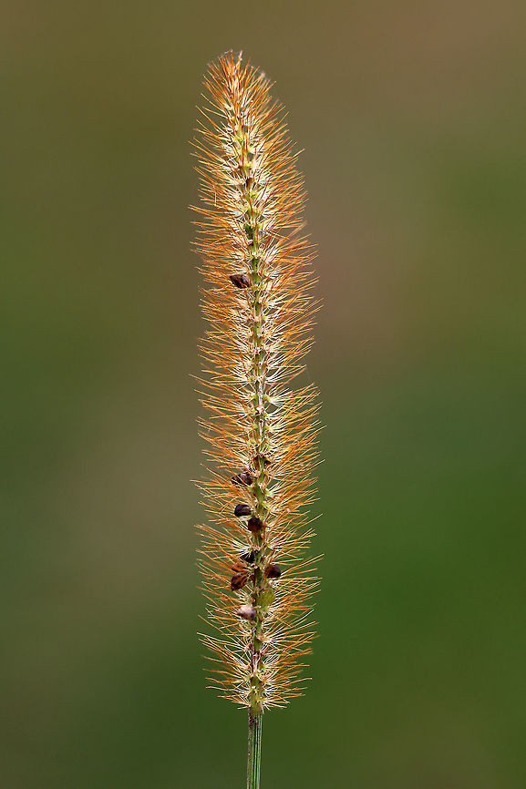 Yellow Foxtail - Setaria pumila This Eurasian grass has become a serious weed in many areas.<br />
<br />
Habitat: Meadow/wetland edge Fall,Geotagged,Setaria,Setaria pumila,United States,Yellow Foxtail