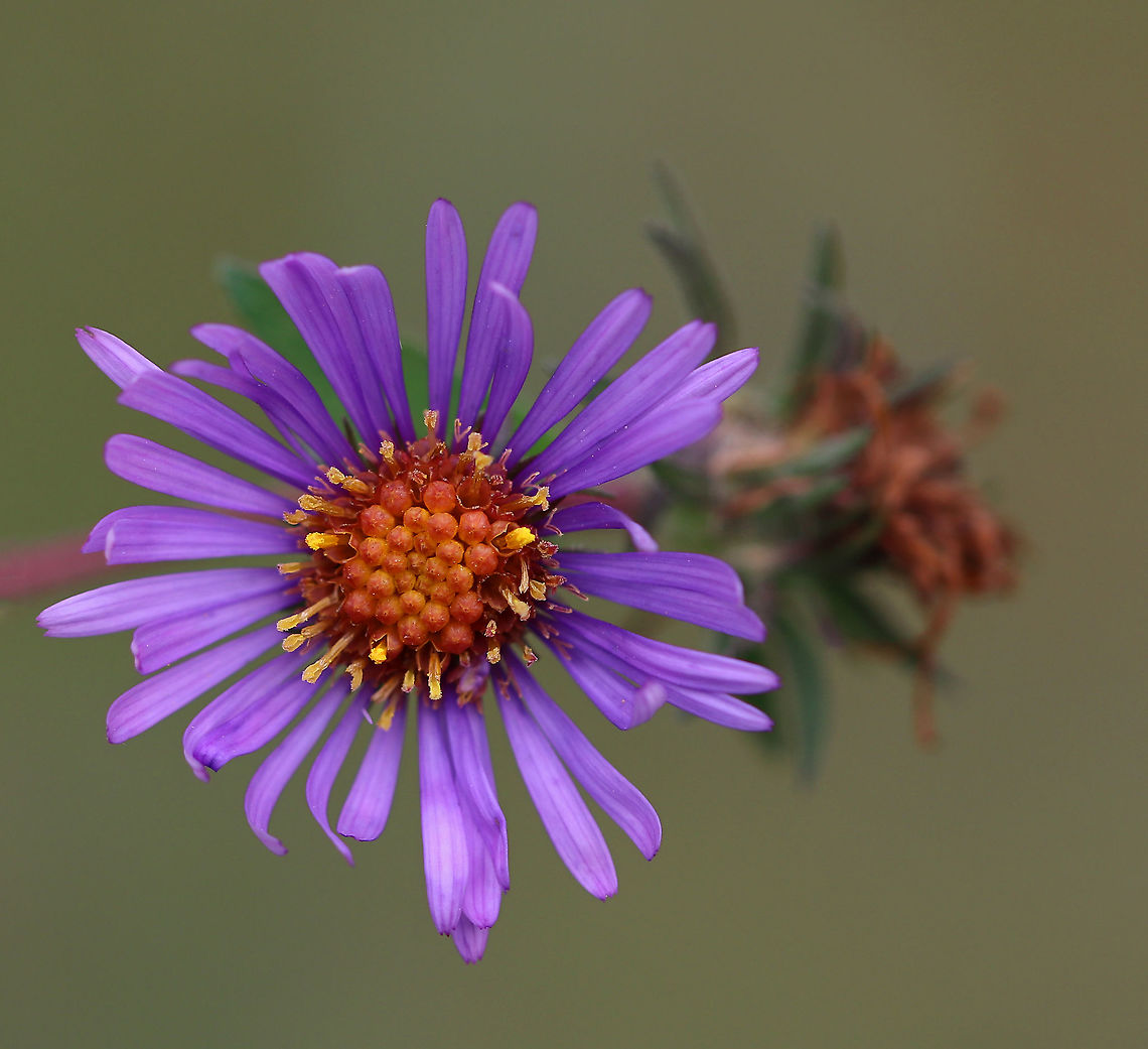 New England Aster - Symphyotrichum novae-angliae Habitat: Rural garden Fall,Geotagged,New England Aster,Symphyotrichum novae-angliae,United States,aster