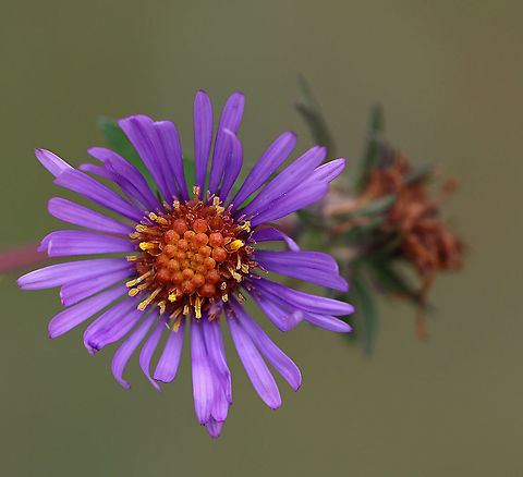 New England Aster - Symphyotrichum novae-angliae Habitat: Rural garden Fall,Geotagged,New England Aster,Symphyotrichum novae-angliae,United States,aster