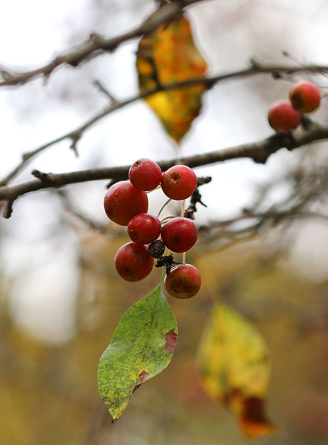 Possumhaw (Ilex decidua) Or, is it Red Chokeberry (Aronia arbutifolia)??<br />
<br />
Habitat: Deciduous forest edge Fall,Geotagged,Ilex,Ilex decidua,United States,possomhaw