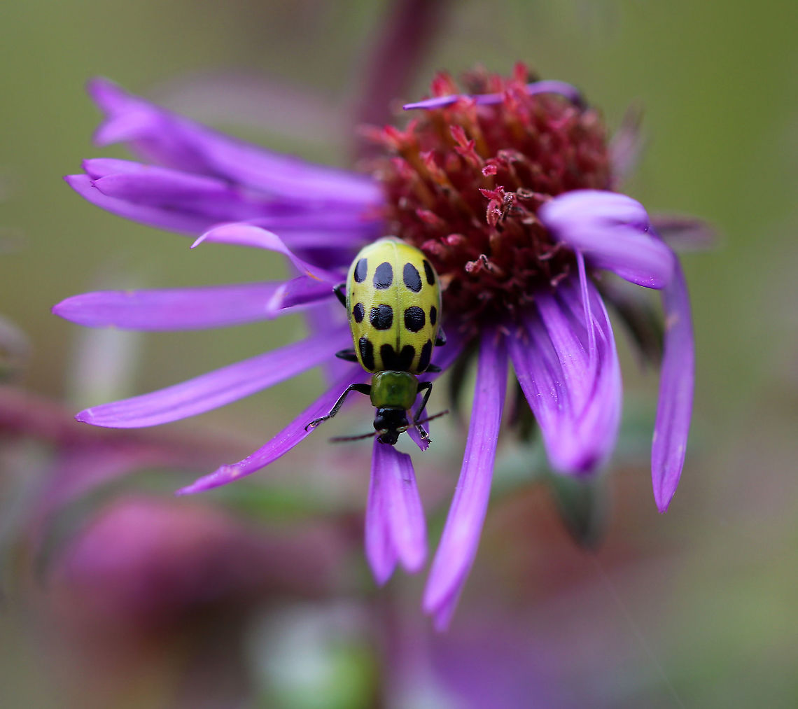 Spotted Cucumber Beetle - Diabrotica undecimpunctata Habitat: Rural garden Diabrotica,Diabrotica undecimpunctata,Fall,Geotagged,Spotted cucumber beetle,United States,beetle