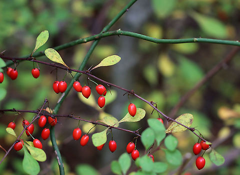 Japanese Barberry - Berberis thunbergii A small deciduous shrub that has branches with a single spine, which is actually a highly modified leaf, at each shoot node. The leaves are reddish purple in this variety, and the pale yellow flowers bloom in clusters during spring and early summer. The fruit is a glossy red, ovoid berry that contains a single seed. The fruit matures during late summer and persist through the winter. Barberry,Berberis thunbergii,Fall,Geotagged,Japanese barberry,United States