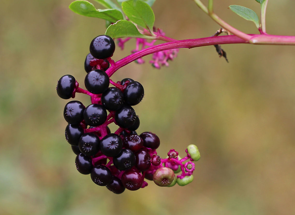 American Pokeweed - Phytolacca americana The leaves and berries of this plant can very very poisonous. However, when following a specific protocol for cooking, the leaves can me made edible.<br />
<br />
Habitat: Meadow edge American Pokeweed,Fall,Geotagged,Phytolacca,Phytolacca americana,United States,poke salad,poke sallet,pokeweed
