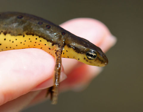 Eastern Newt (Adult) - Notophthalmus viridescens Habitat: Woodland pond Eastern newt,Geotagged,Notophthalmus,Notophthalmus viridescens,Spring,United States,salamander