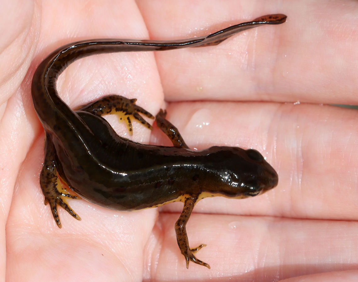 Eastern Newt (Adult) - Notophthalmus viridescens My kids love catching these salamanders-- to the point where I have to tell them to STOP catching the salamanders before they traumatize them.<br />
<br />
This is the adult form of this salamander. Dorsally, they are olive green with small red spots that are outlined in black, while their bellies are yellow with small black speckles. The juveniles (red efts) are easily recognized for their bright orange-red color. Adults are aquatic, but they can survive on land if their aquatic habitat becomes unsuitable or if there's a drought.<br />
<br />
Habitat: pond Eastern newt,Geotagged,Notophthalmus viridescens,Spring,United States