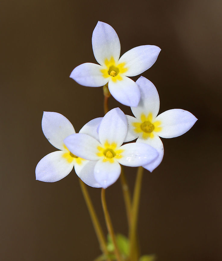 Azure Bluets - Houstonia caerulea These were my favorite wildflowers when I was a kid. We had blankets of them growing along the woods in our yard.<br />
<br />
Habitat: Forest edge<br />
<figure class="photo"><a href="https://www.jungledragon.com/image/93476/azure_bluets_-_houstonia_caerulea.html" title="Azure Bluets - Houstonia caerulea"><img src="https://s3.amazonaws.com/media.jungledragon.com/images/3232/93476_thumb.jpg?AWSAccessKeyId=05GMT0V3GWVNE7GGM1R2&Expires=1769040010&Signature=CRatRQ3onXe1B%2F4cCR4rPLu4INE%3D" width="200" height="150" alt="Azure Bluets - Houstonia caerulea These were my favorite wildflowers when I was a kid. We had blankets of them growing along the woods in our yard.<br />
<br />
Habitat: Forest edge<br />
https://www.jungledragon.com/image/93474/azure_bluets_-_houstonia_caerulea.html<br />
https://www.jungledragon.com/image/93475/azure_bluets_-_houstonia_caerulea.html Azure Bluet,Geotagged,Houstonia caerulea,Spring,United States" /></a></figure><br />
<figure class="photo"><a href="https://www.jungledragon.com/image/93475/azure_bluets_-_houstonia_caerulea.html" title="Azure Bluets - Houstonia caerulea"><img src="https://s3.amazonaws.com/media.jungledragon.com/images/3232/93475_thumb.jpg?AWSAccessKeyId=05GMT0V3GWVNE7GGM1R2&Expires=1769040010&Signature=9eHRnBfCvdbxUyoDuONIA4hciqk%3D" width="200" height="160" alt="Azure Bluets - Houstonia caerulea These were my favorite wildflowers when I was a kid. We had blankets of them growing along the woods in our yard.<br />
<br />
Habitat: Forest edge<br />
https://www.jungledragon.com/image/93474/azure_bluets_-_houstonia_caerulea.html<br />
https://www.jungledragon.com/image/93476/azure_bluets_-_houstonia_caerulea.html Azure Bluet,Geotagged,Houstonia caerulea,Spring,United States" /></a></figure> Azure Bluet,Geotagged,Houstonia,Houstonia caerulea,Spring,United States,bluet
